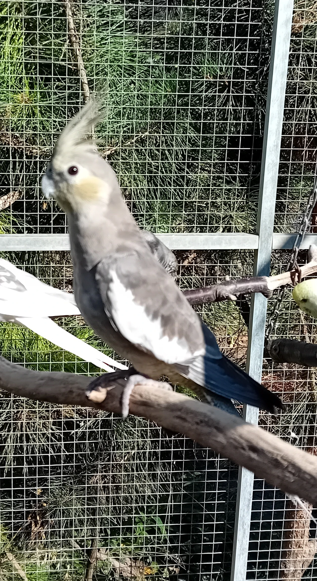 Korela pastelface - samec