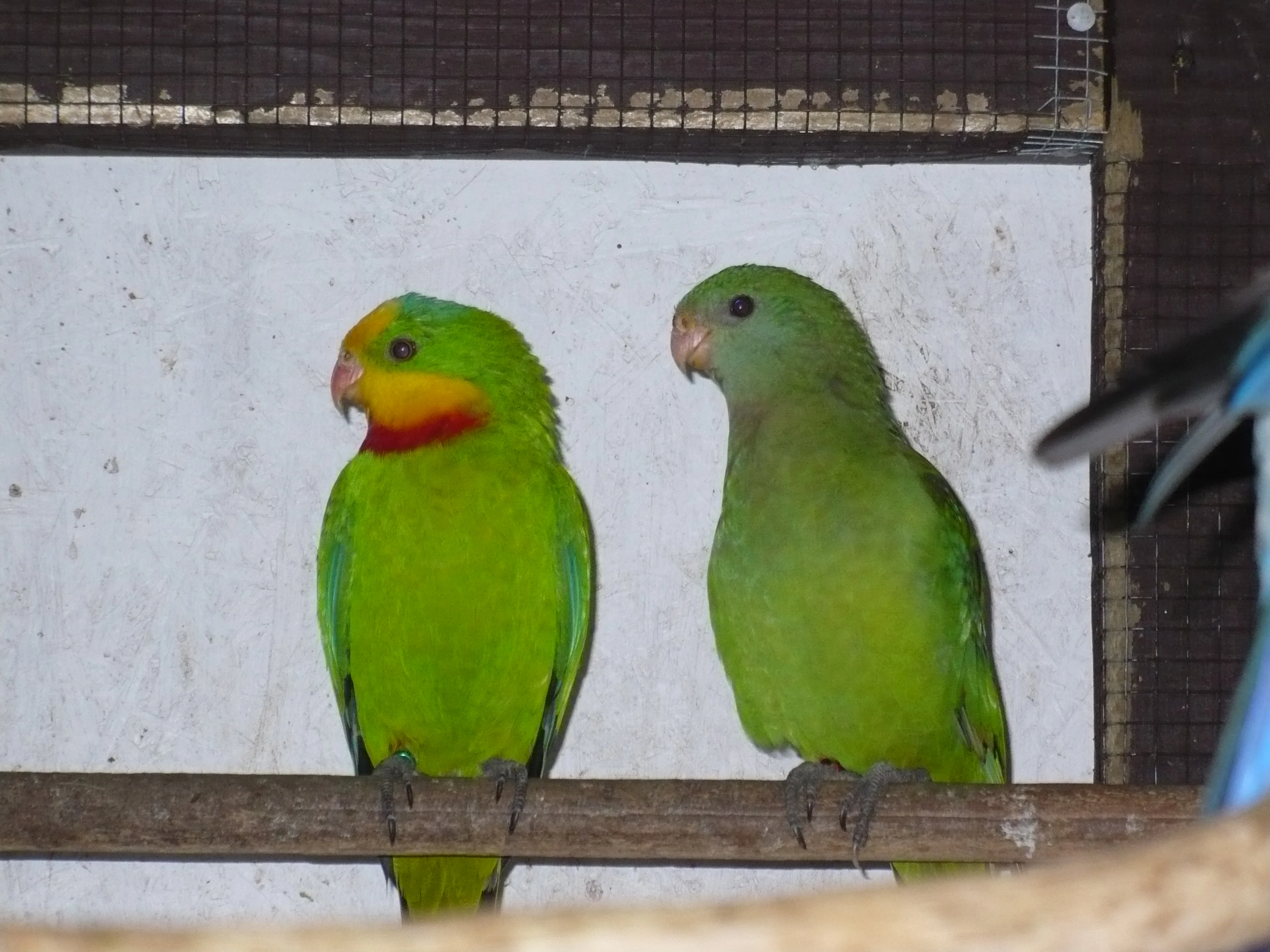 Papoušky nádherné-