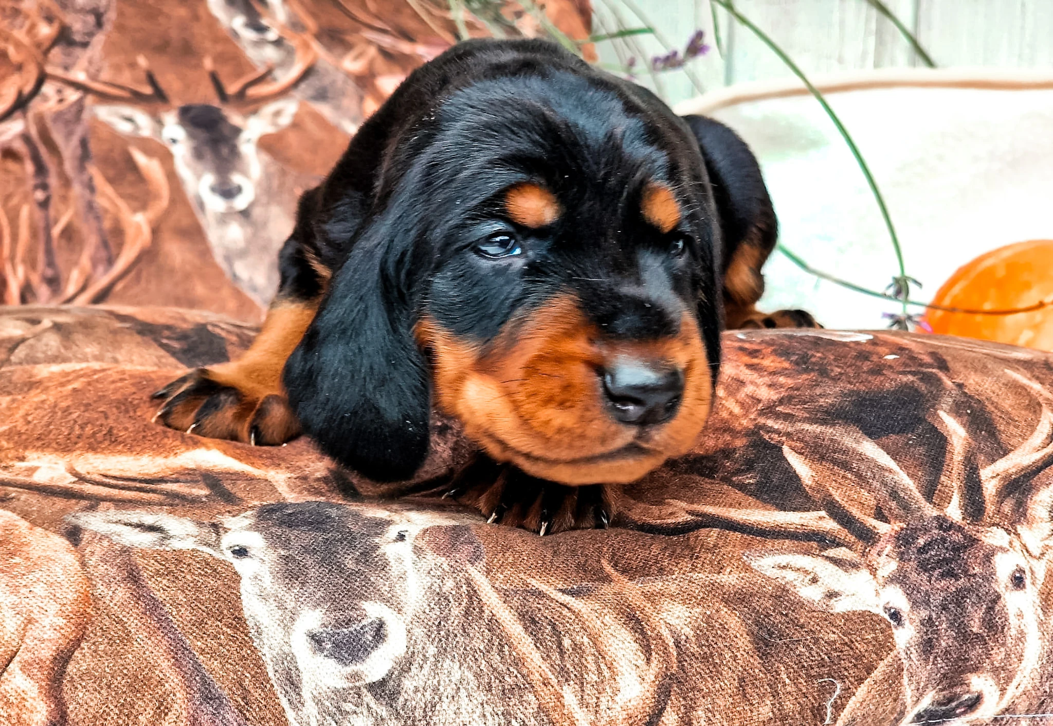 Nádherná štěňátka Black and Tan Coonhound