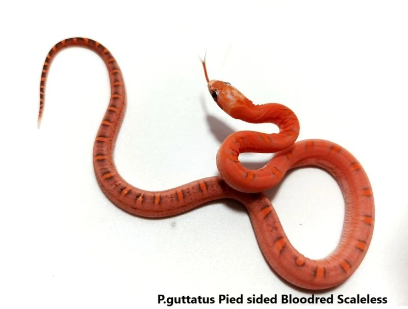 Korálovky,užovky odchov 2025 na ŽE Praha 6.9.