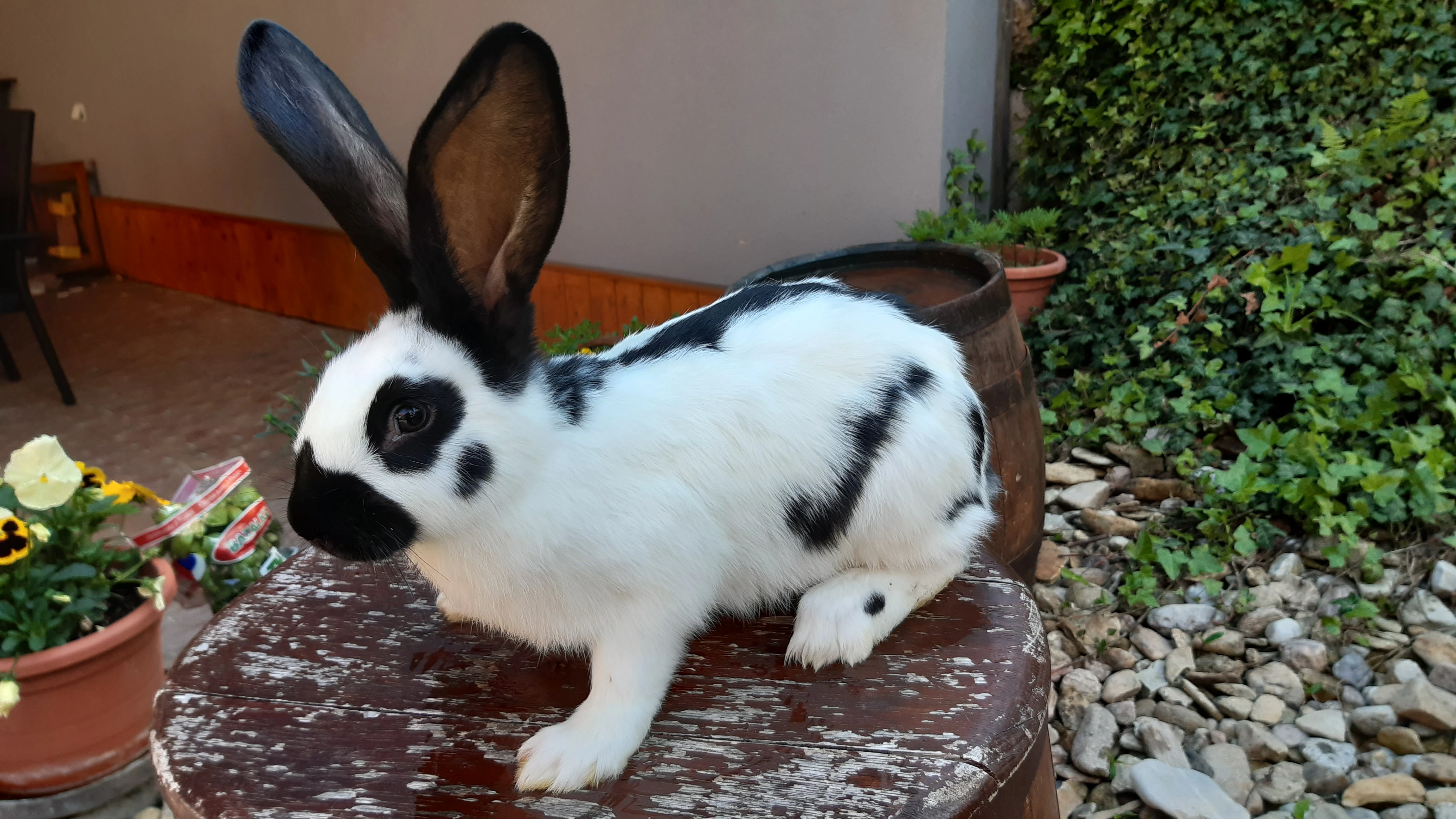 Německý obrovitý strakáč X Rex dalmatinský