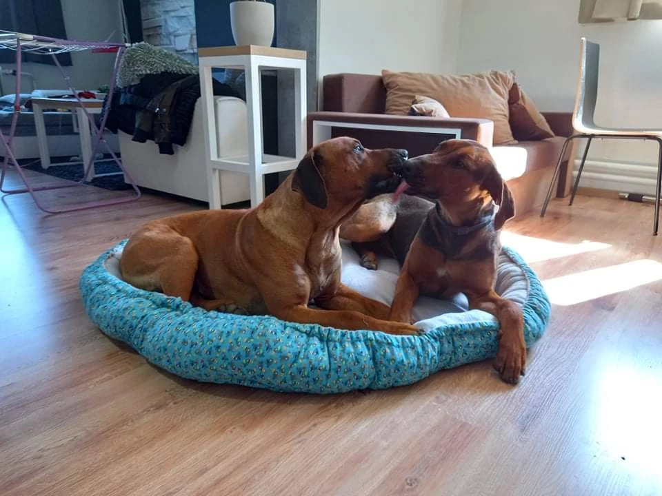 Darujeme dva RR do milující rodiny