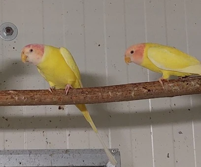 Alex rudohlavy lutino, modry