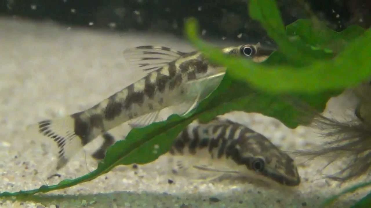 Otocinclus zebra