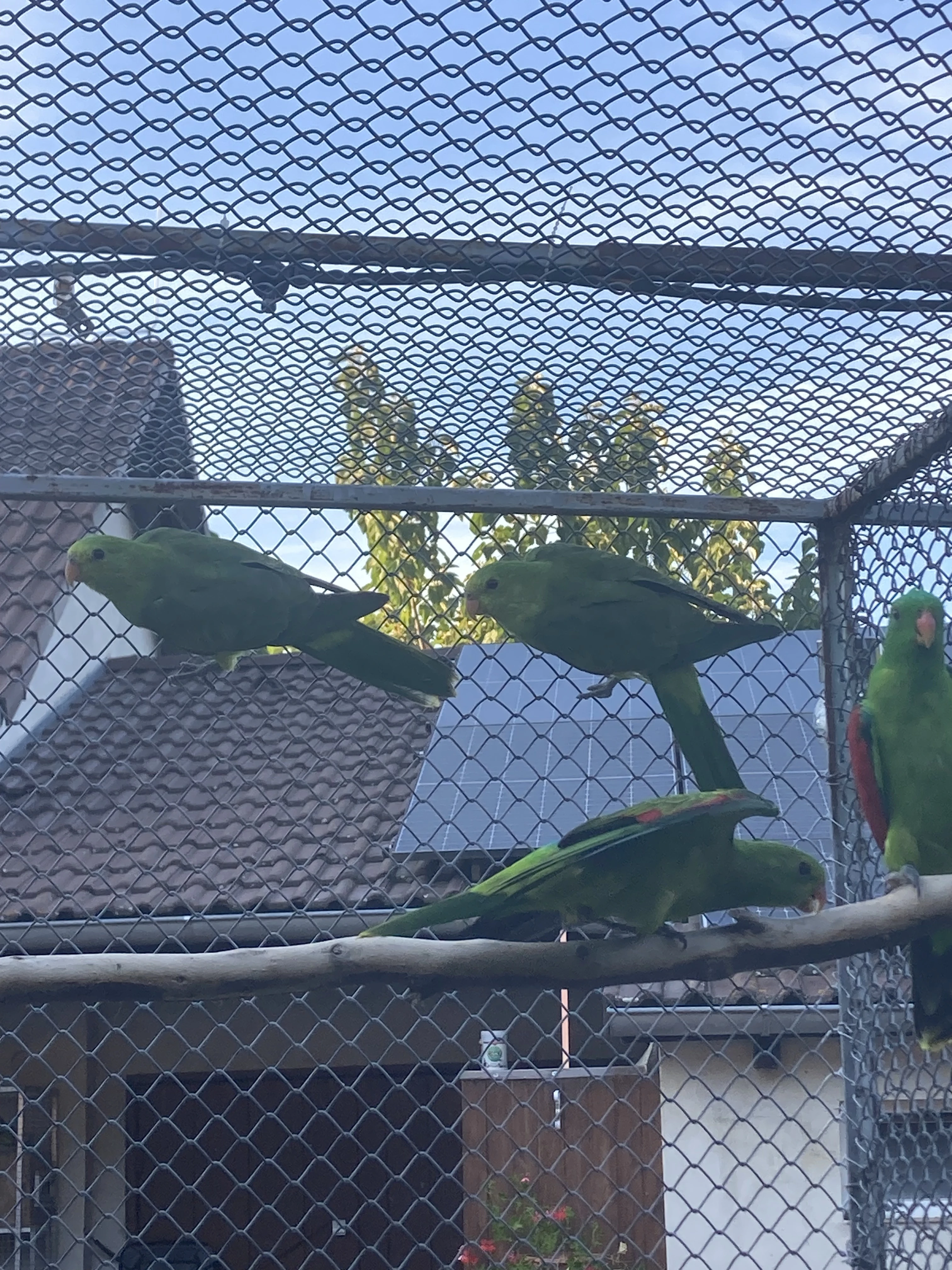 Prodám samičky papouška červenokřídlého