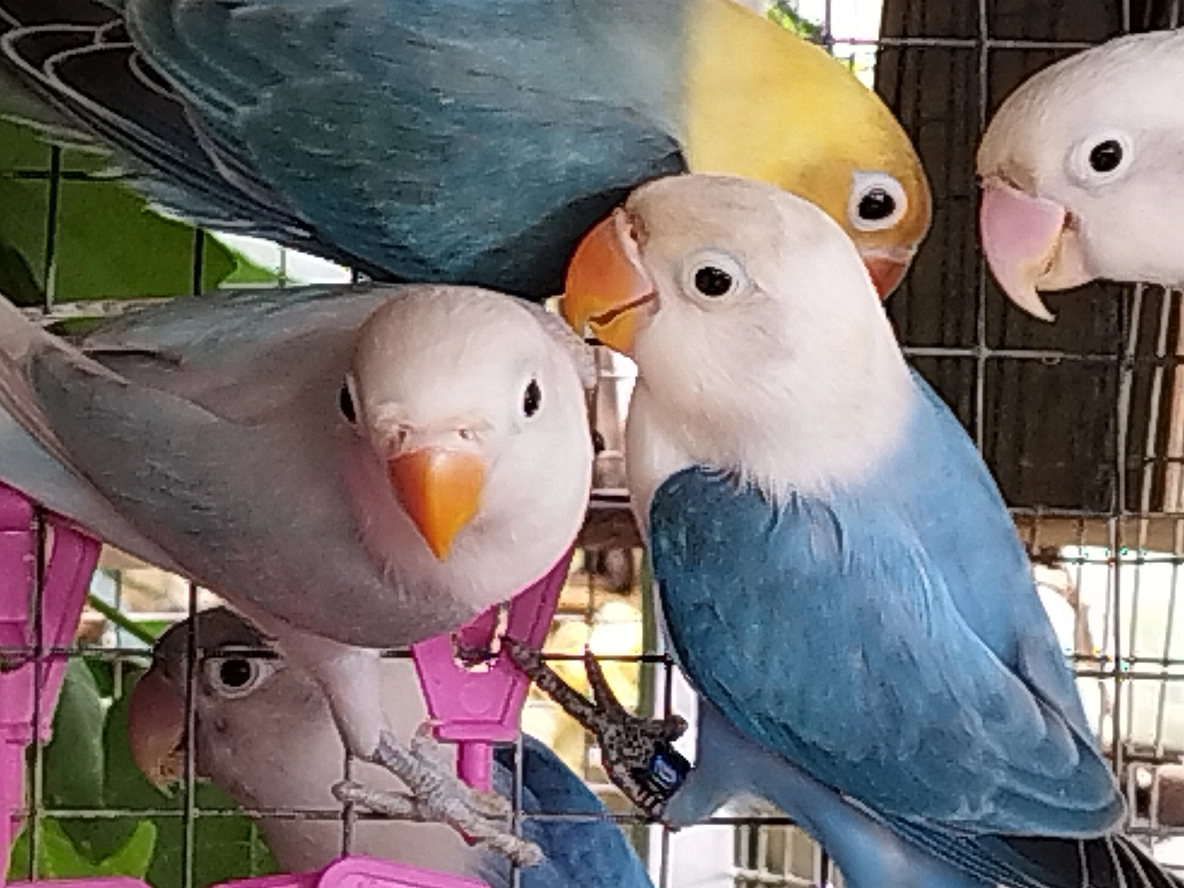 Prodám agapornis fischeri