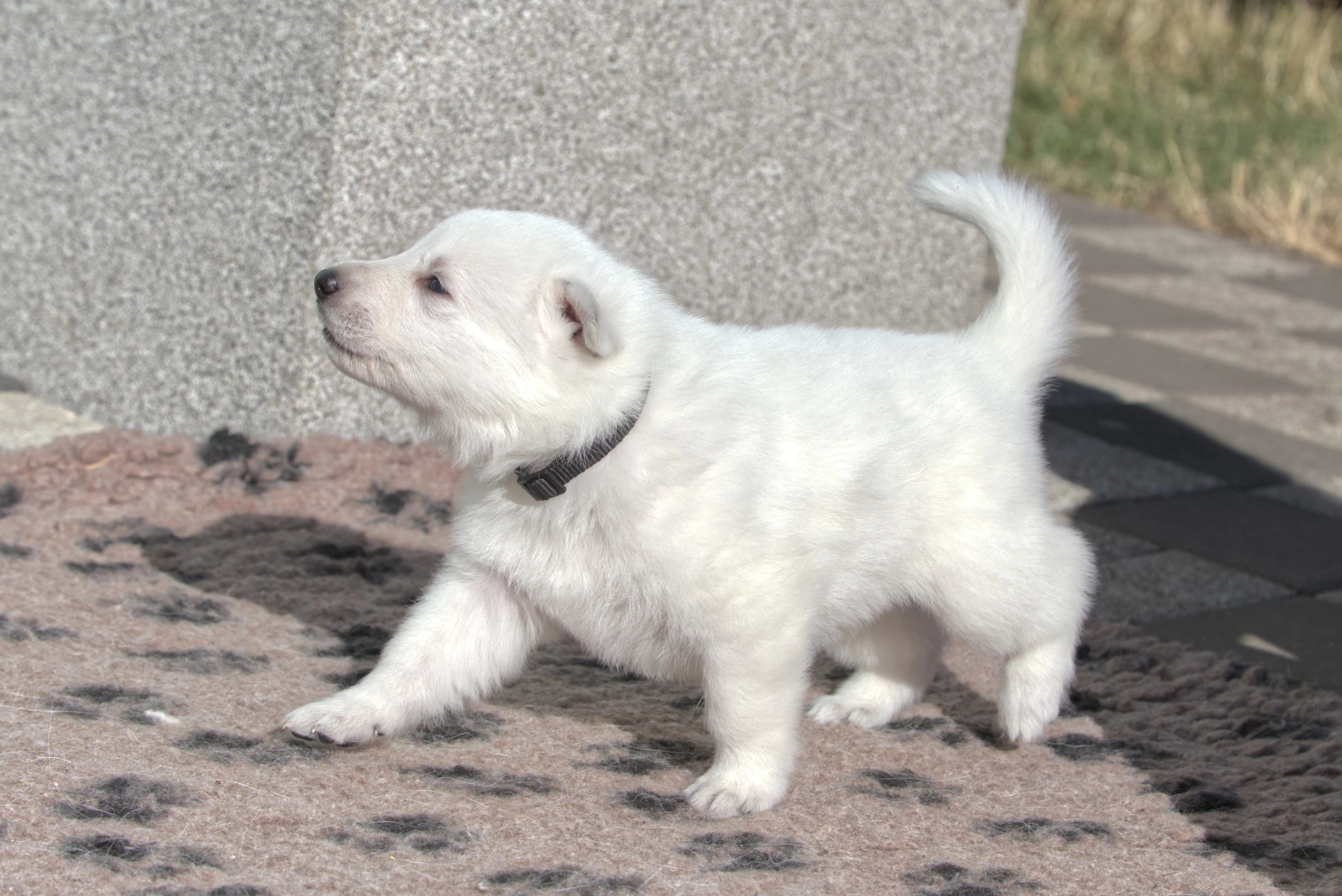 Bílý švýcarský ovčák - kluk