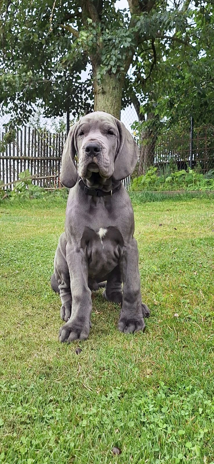 Německá doga modrá