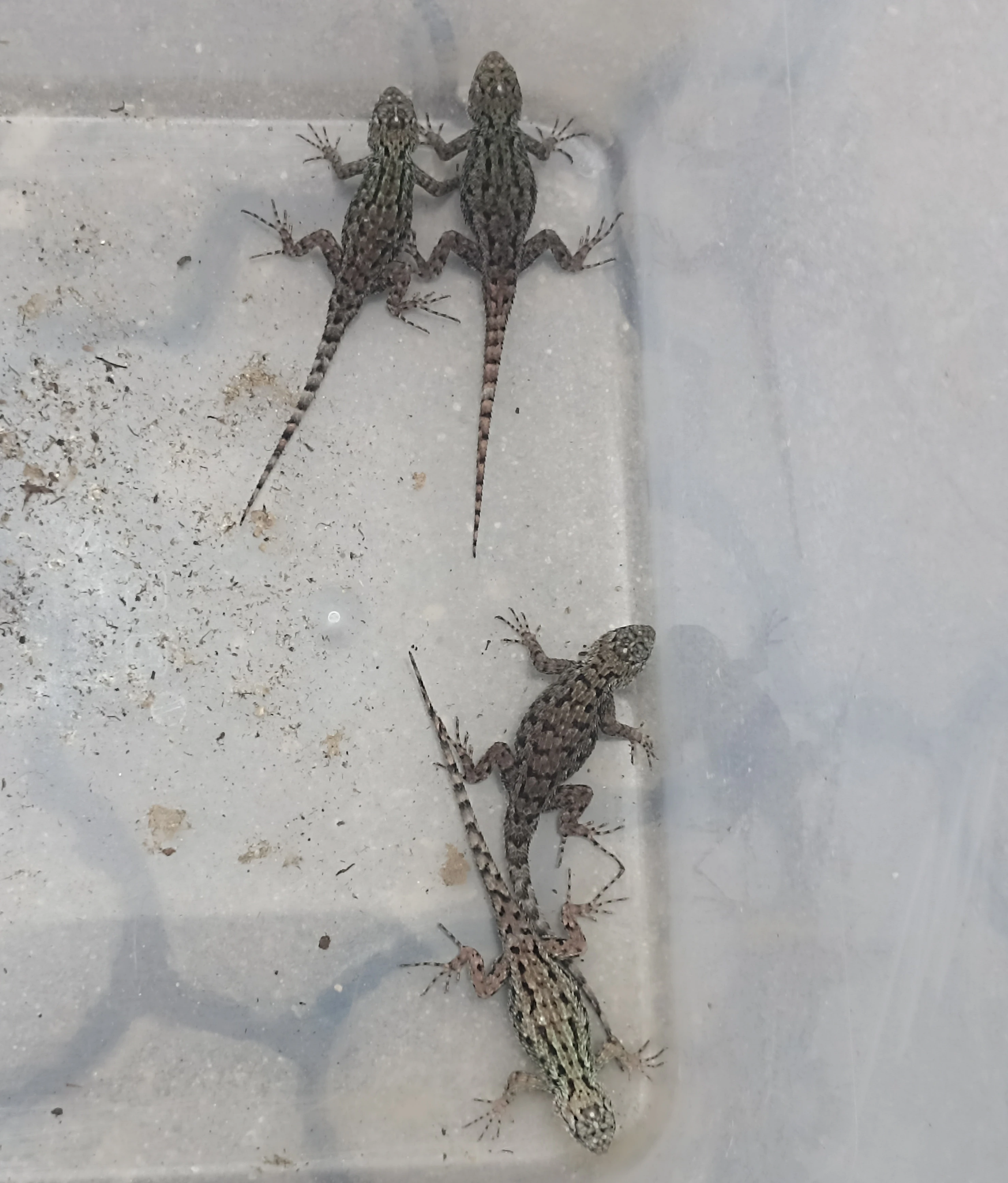 Sceloporus malachiticus