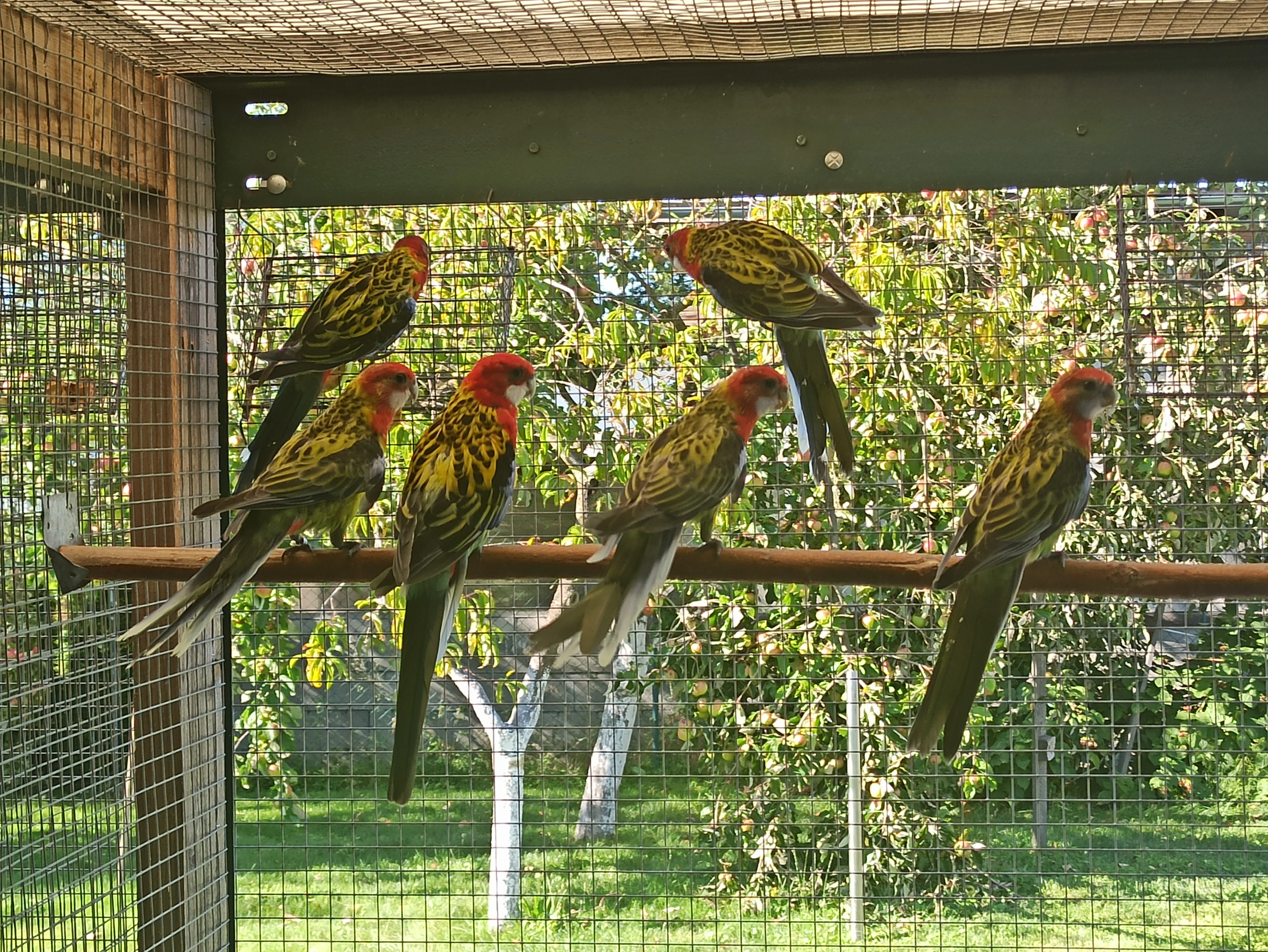 Prodám roselu pestrou