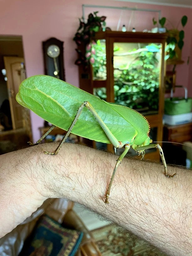 Obří kobylky Siliquofera grandis – vlastní odchov