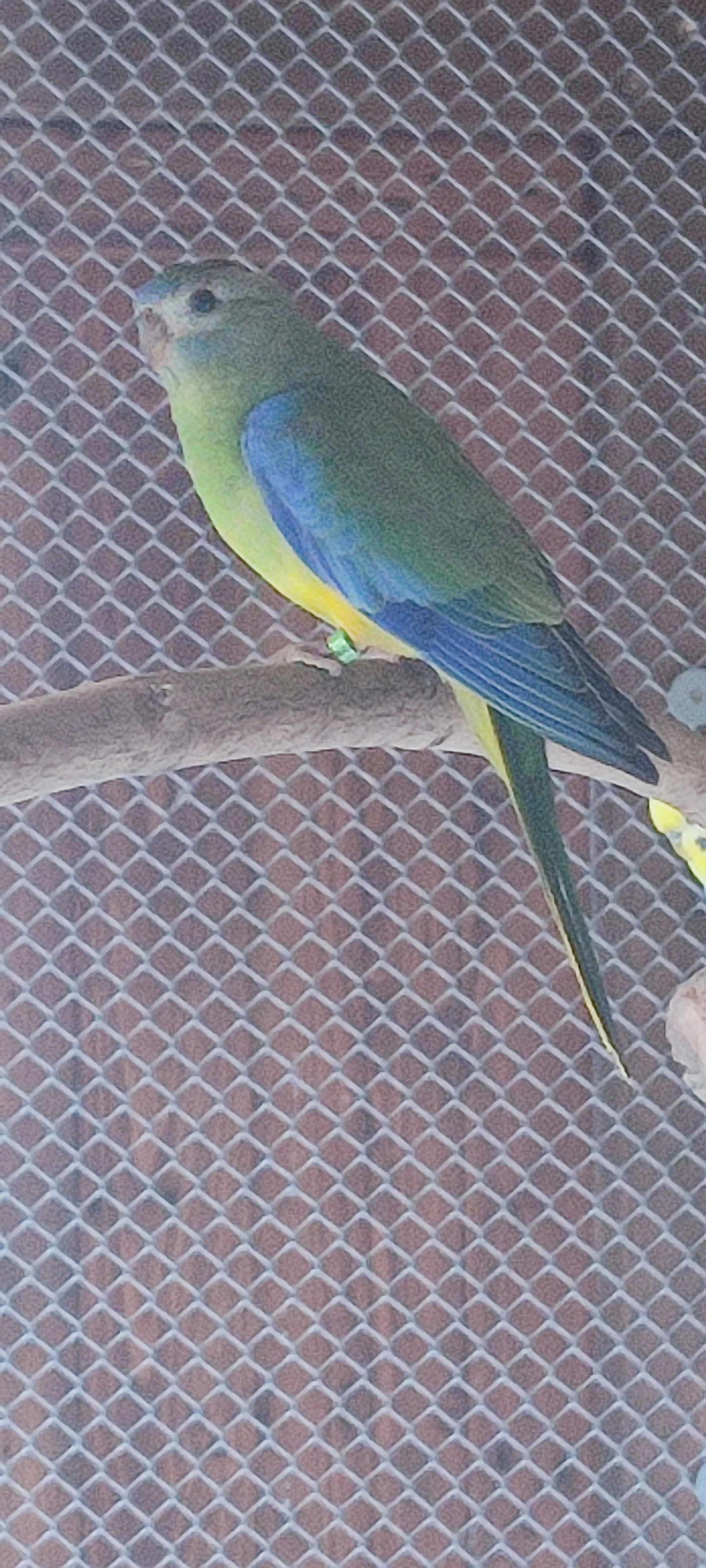 Neoféma tyrkysová přírodní