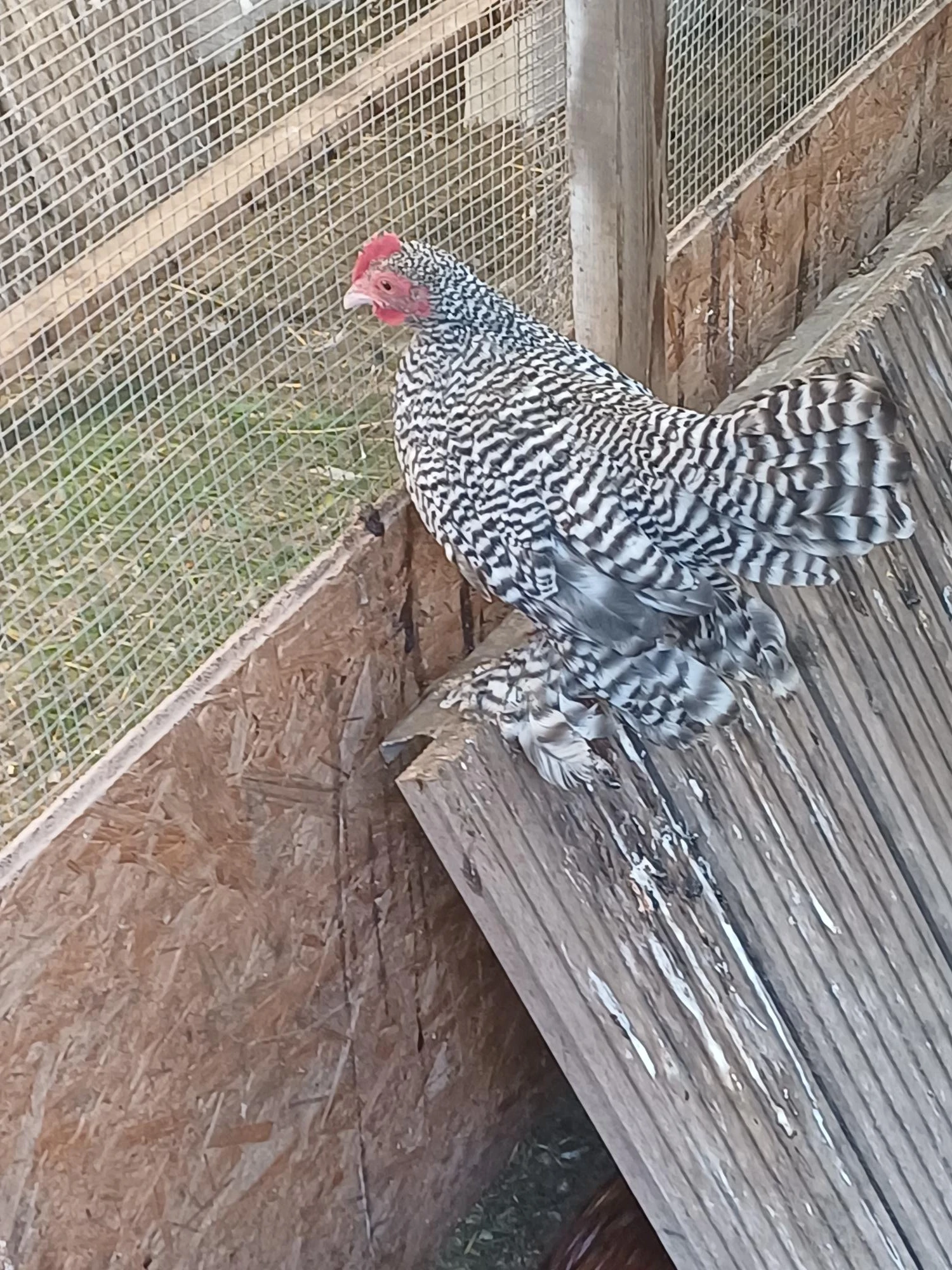 Nabízím kohouty zakrslé rousné