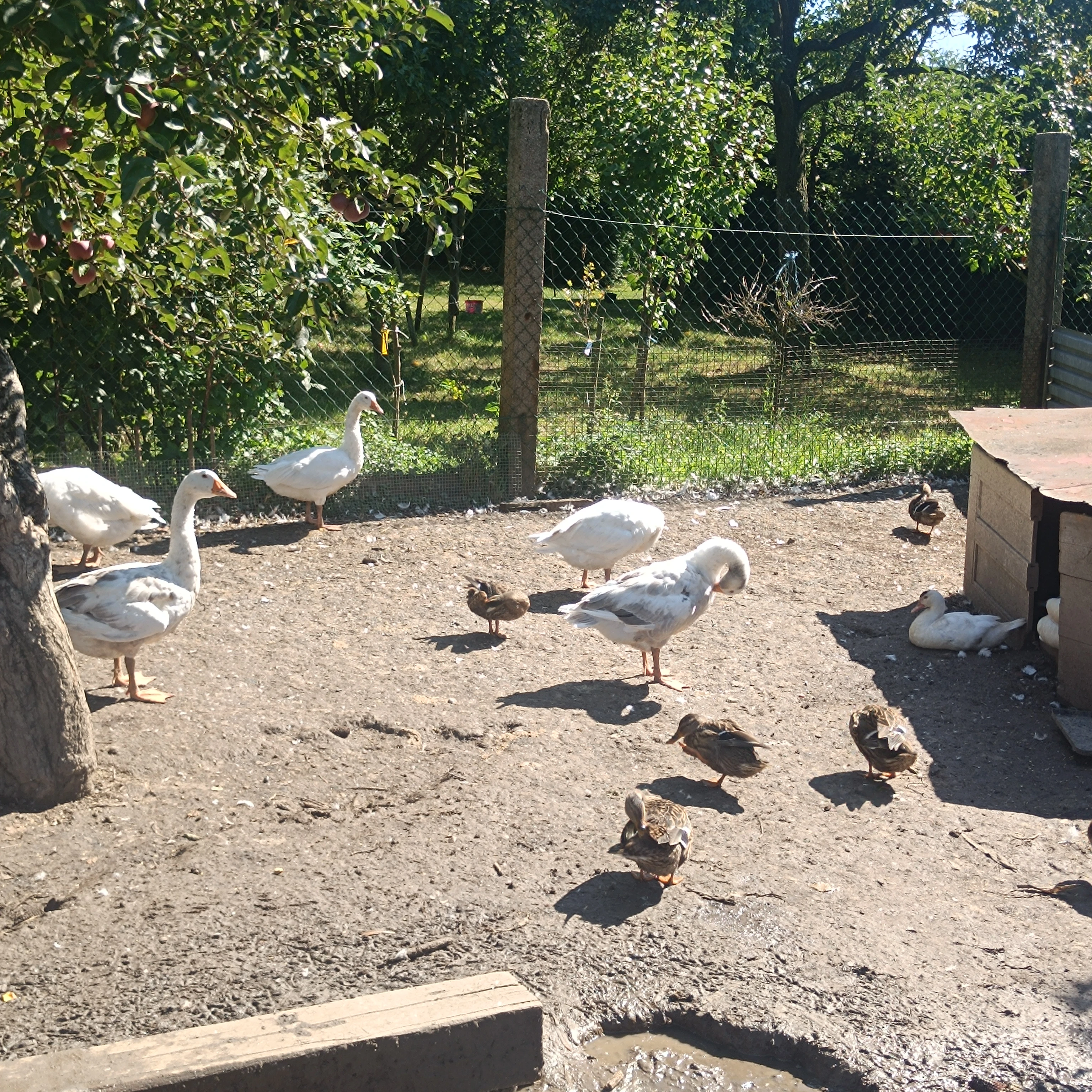 Prodám husu a kačeny