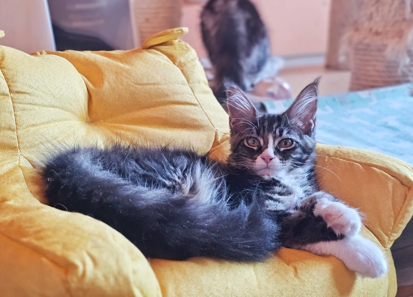 Mainská mývalí kočička s PP