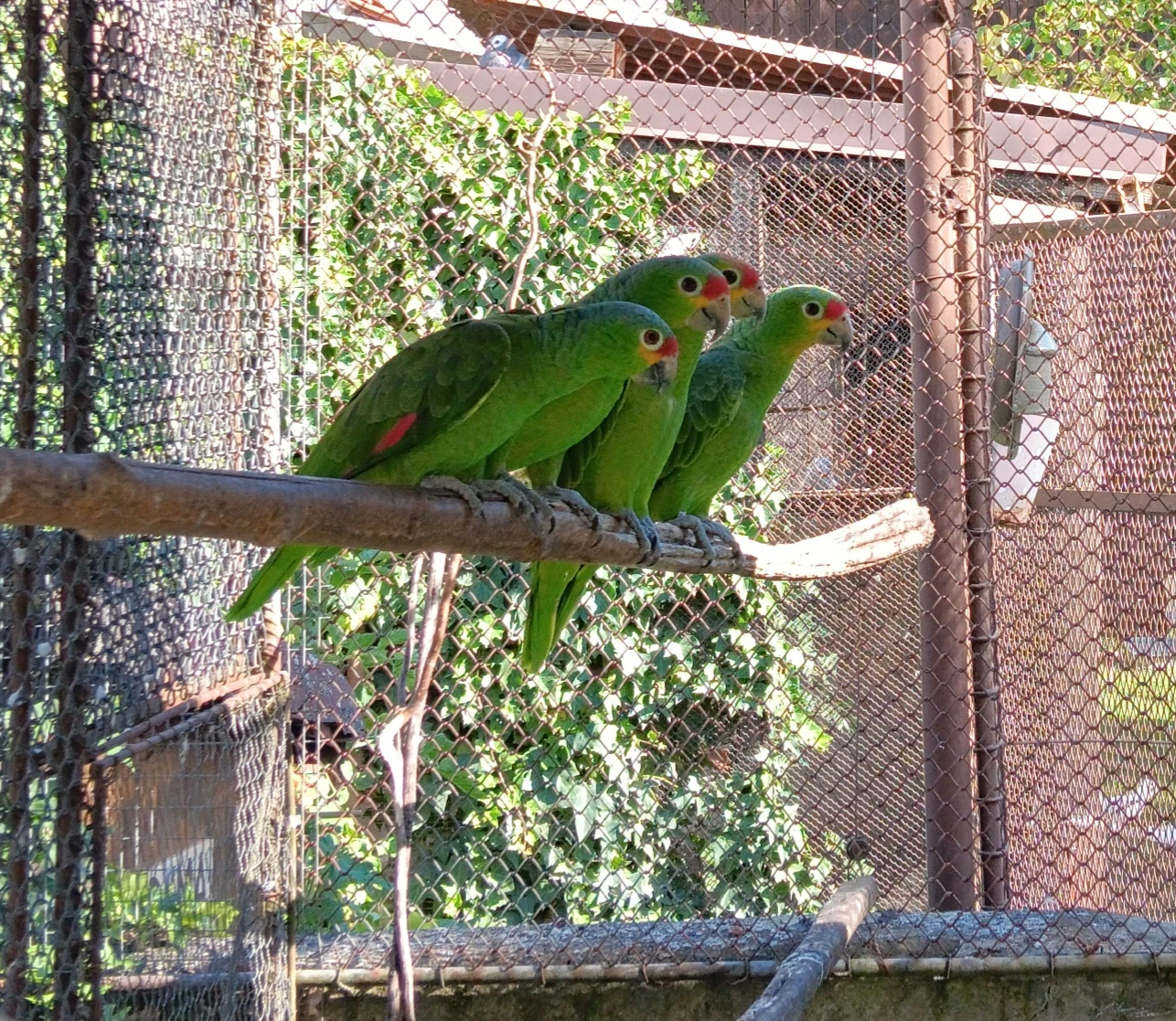 Amazoňan oranžovokřídlý a žlutolící,