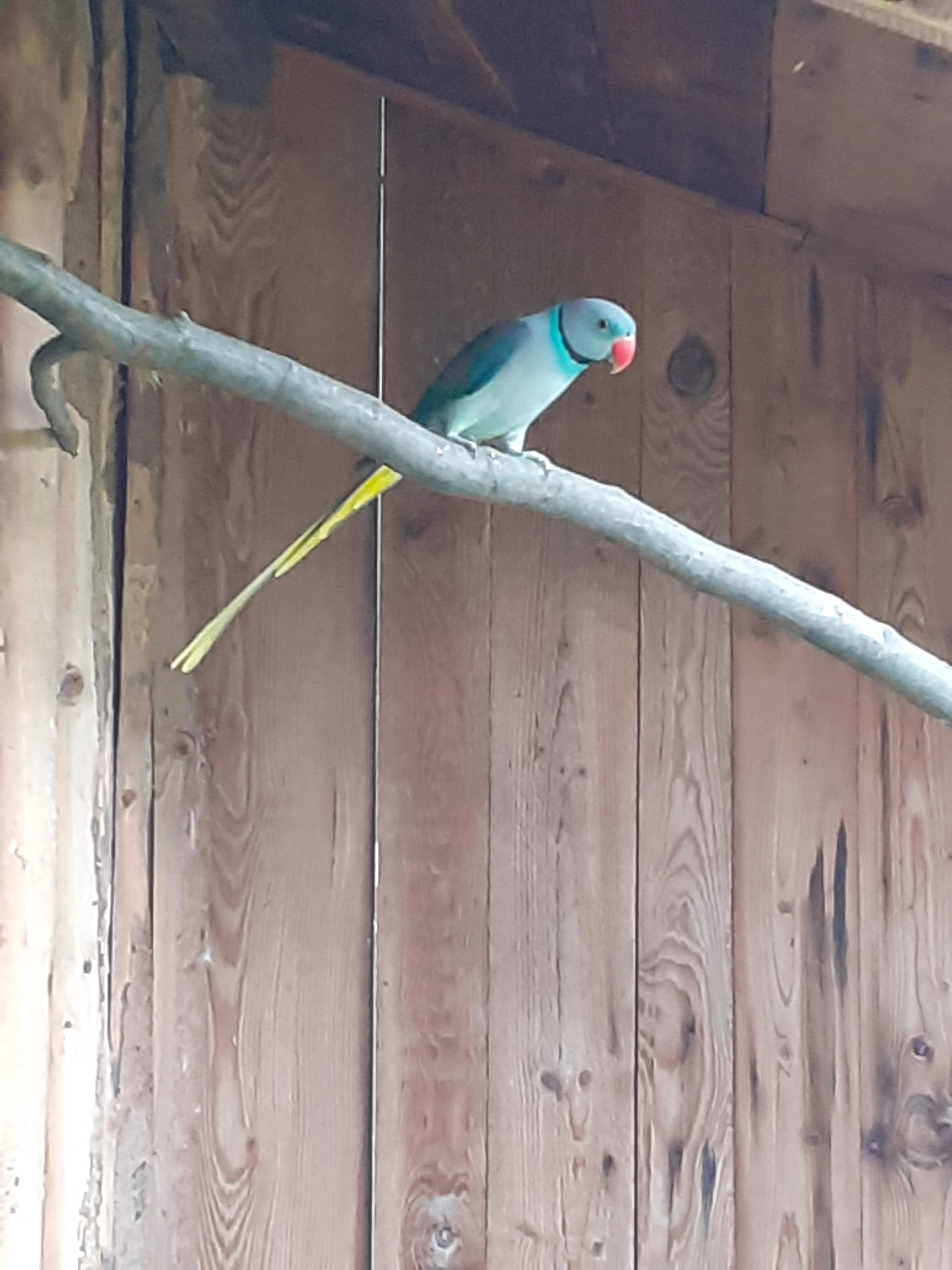 Páry starsich alexandru sedych (holubich)