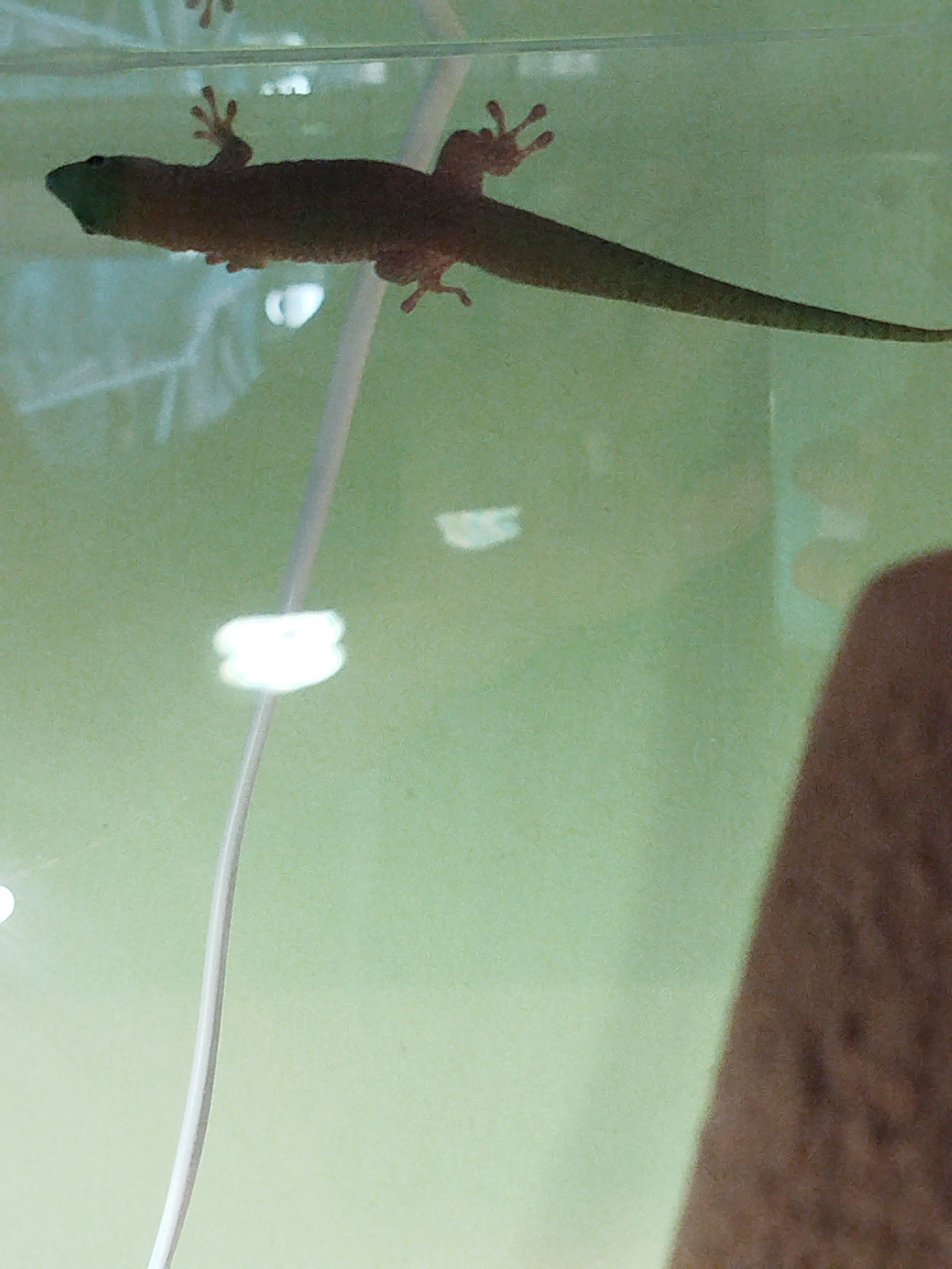 Phelsuma madagaskarská (KOCHI)