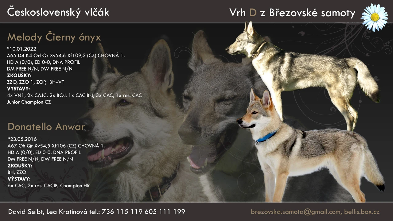 Československý vlčák - štěňata s PP