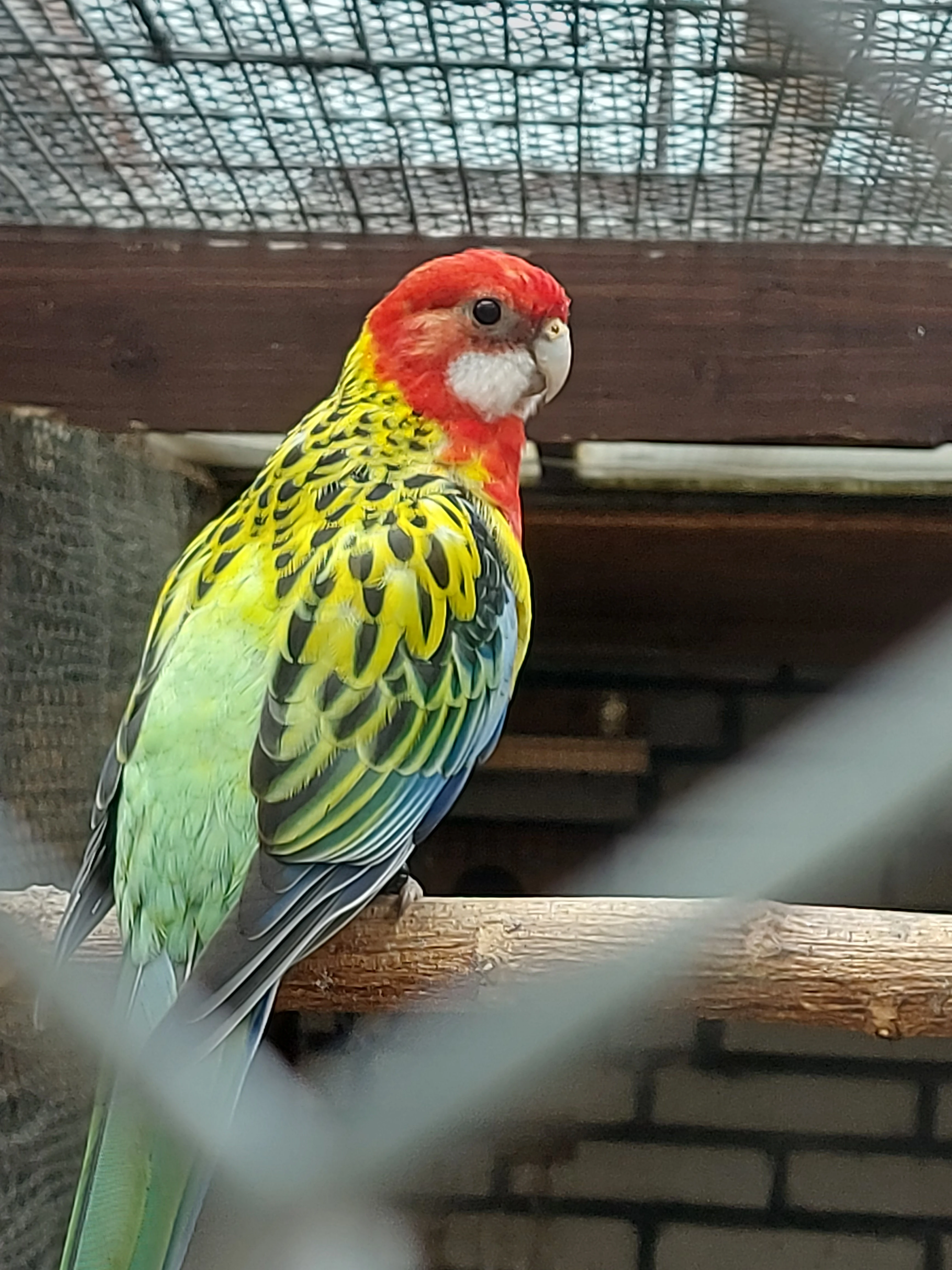 Rosela pestrá goldmantel