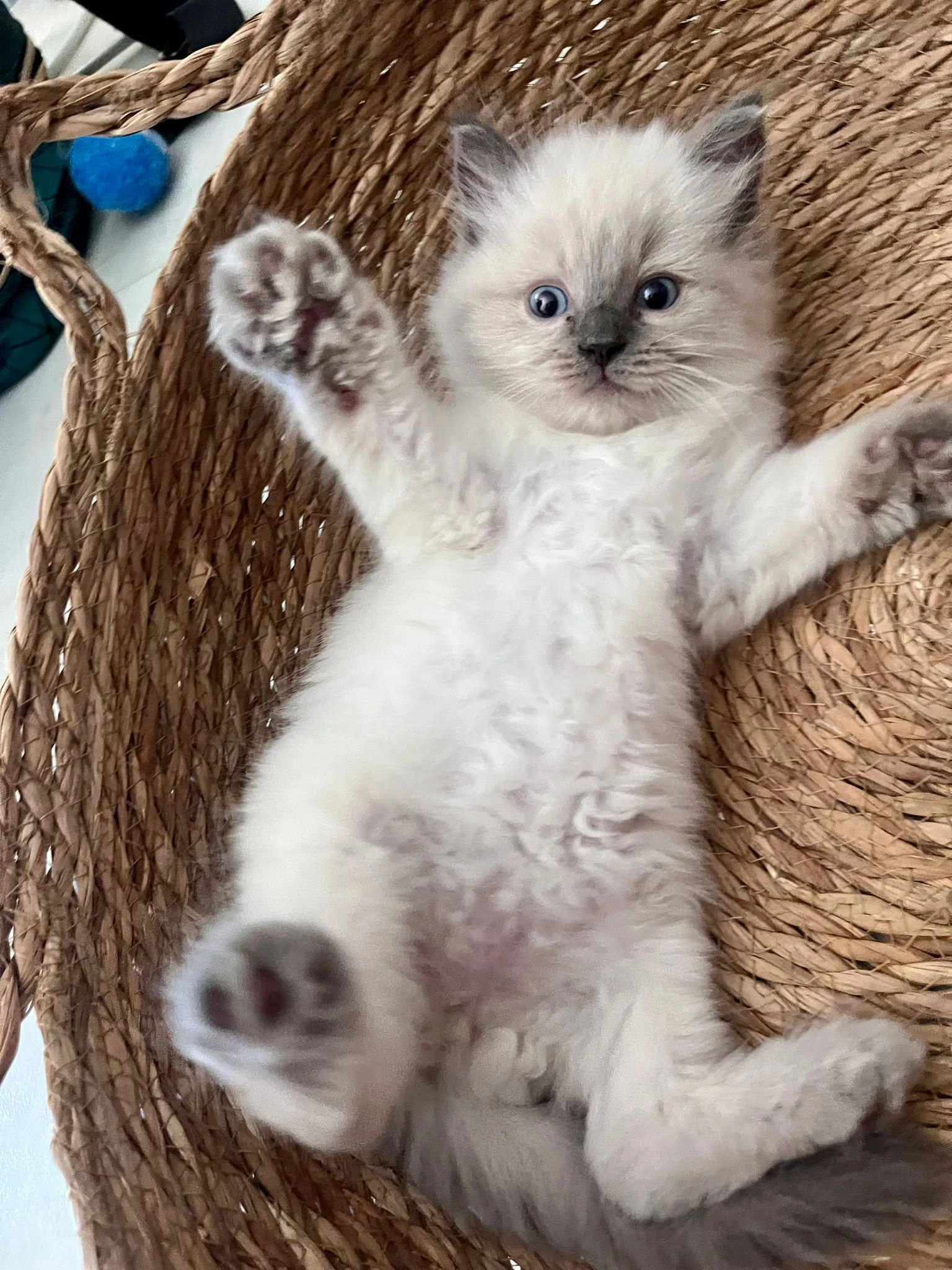 Koťátka Ragdoll s PP