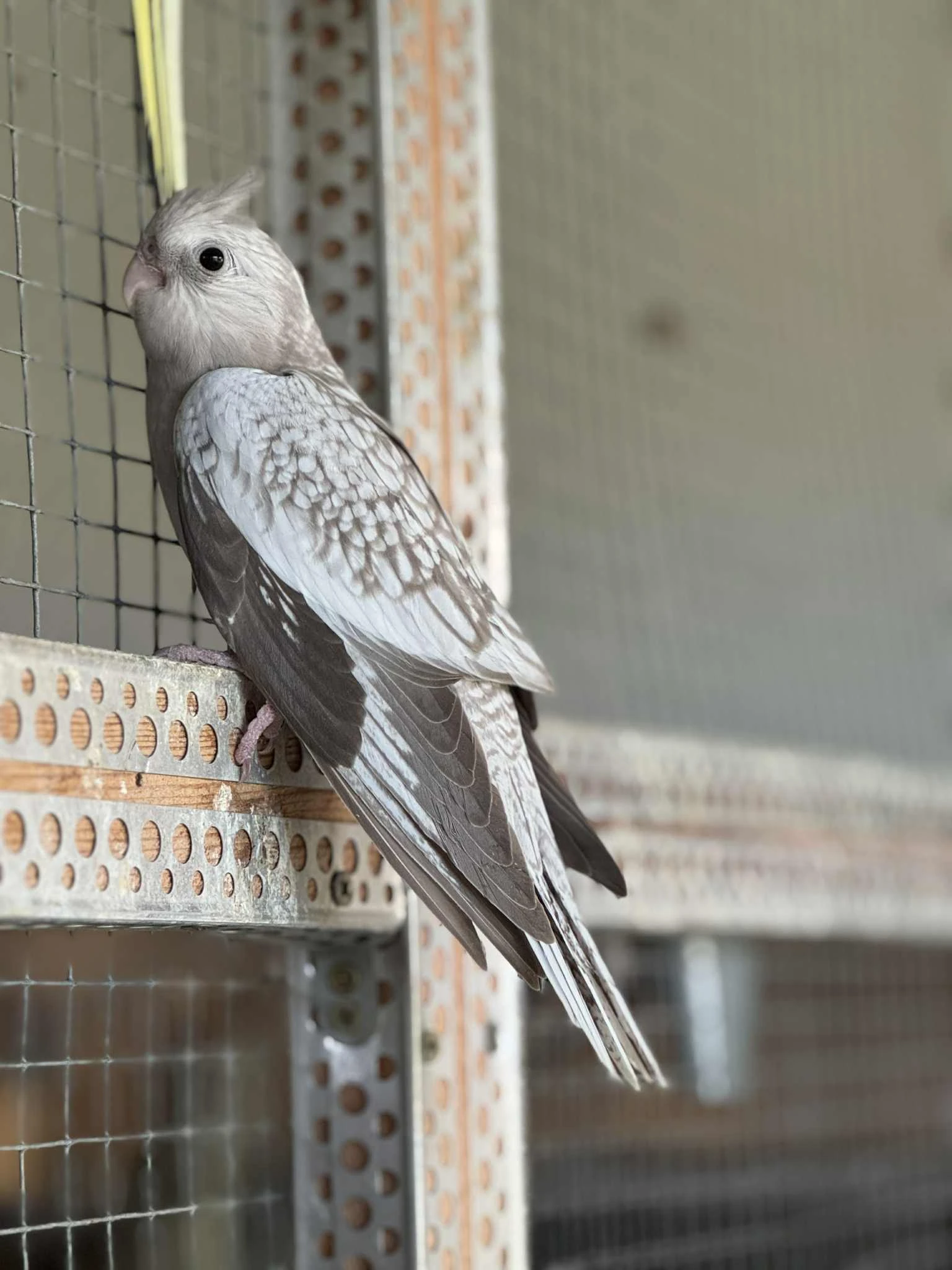 Prodám mladé korela chocholatá