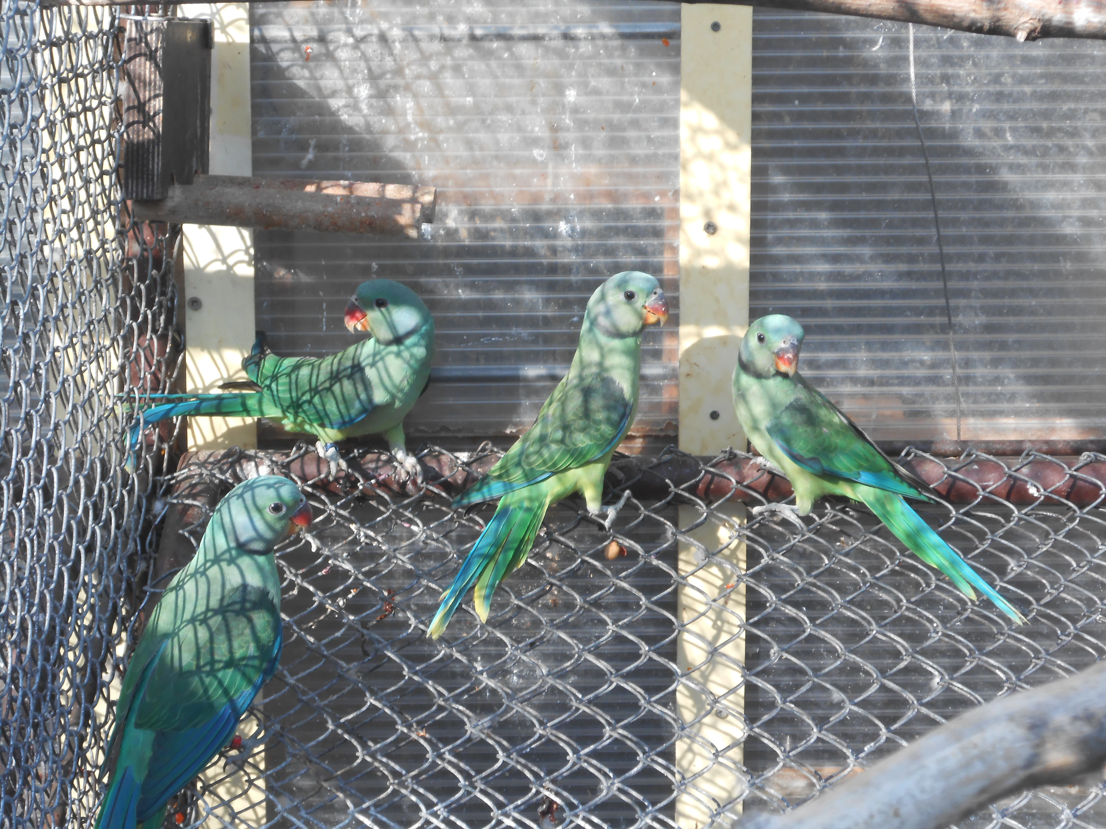 Alexandr šedý columboides