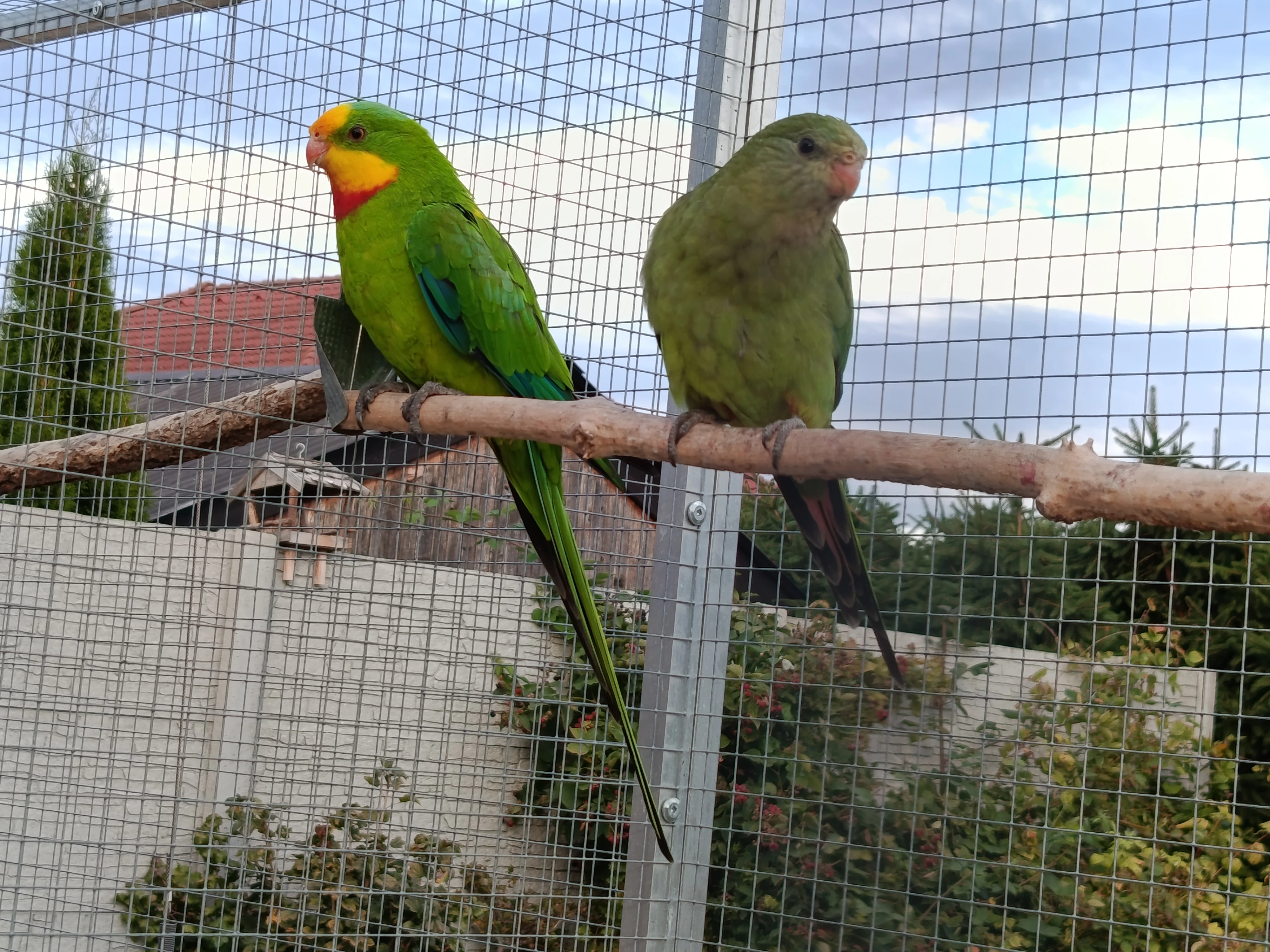 Prodám papoušek nádherný