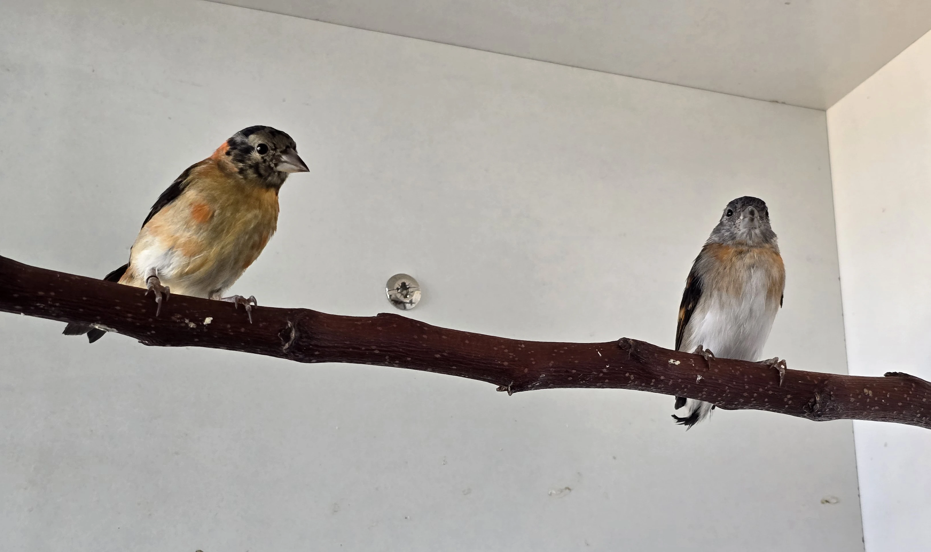 Čížek ohnivý 1,1