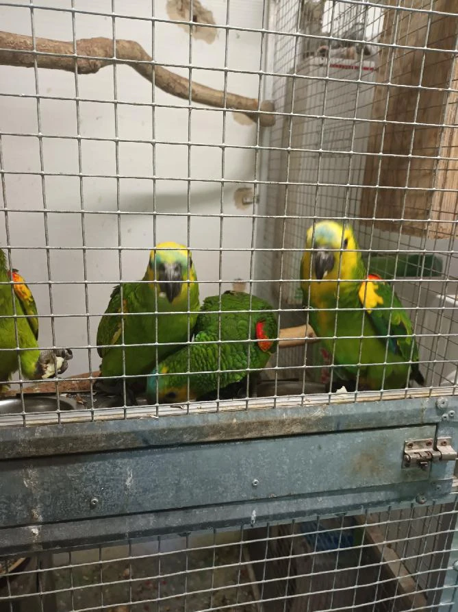 Amazoňan modročelý