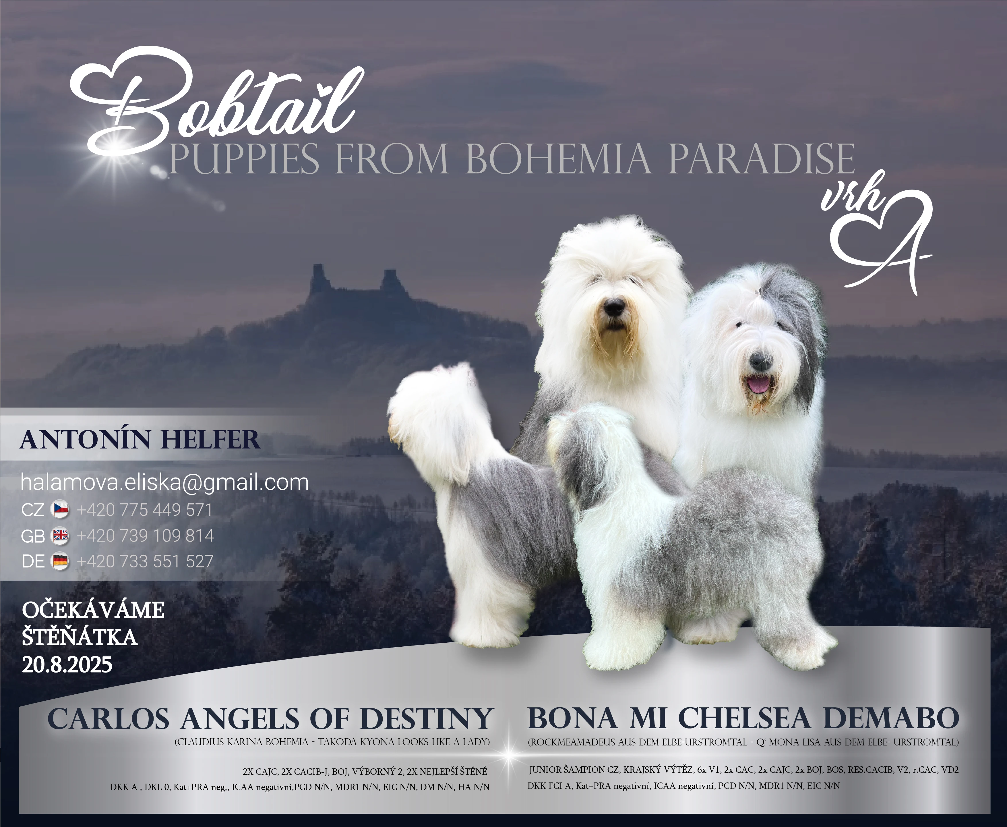 Štěňátka Bobtail s PP 44