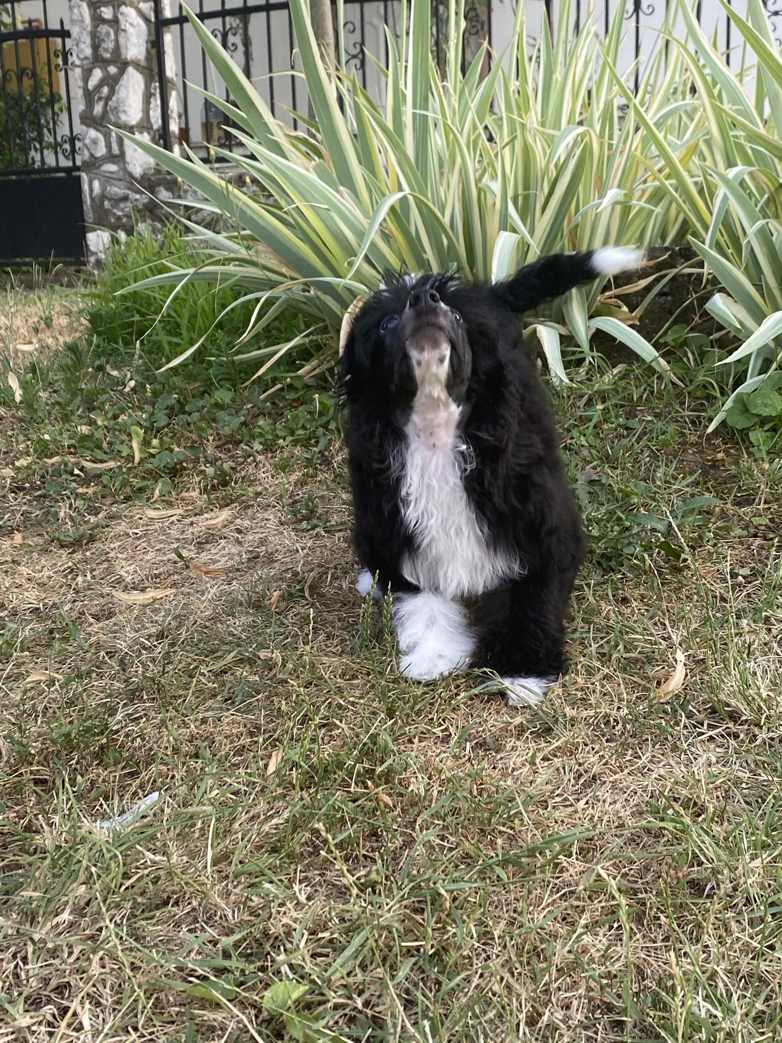 Čínský chocholatý pes – štěňata