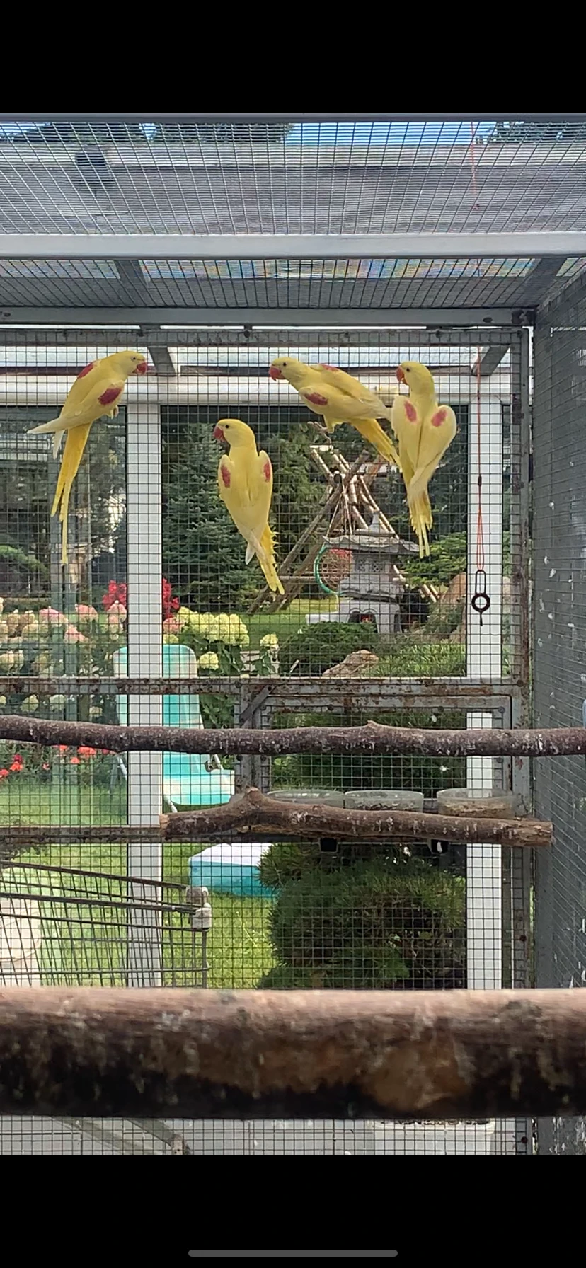 Alexandr velký Lutino