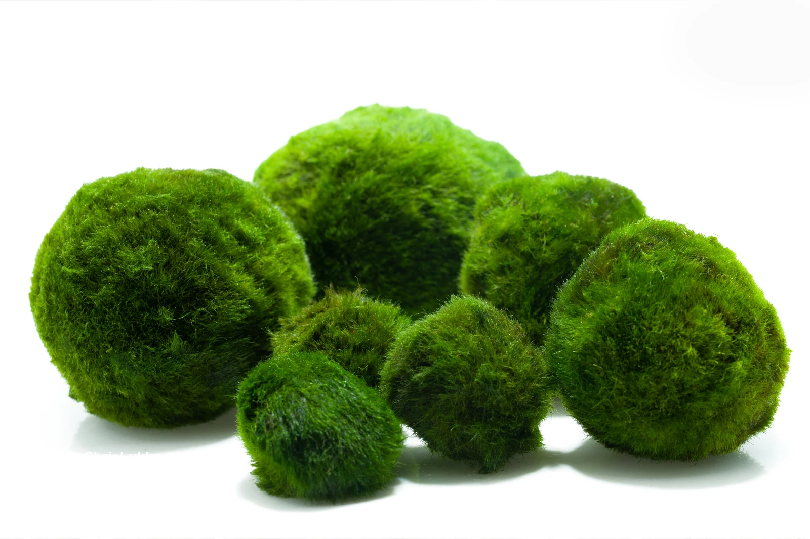 Řasokoule zelená - Cladophora aegagropila