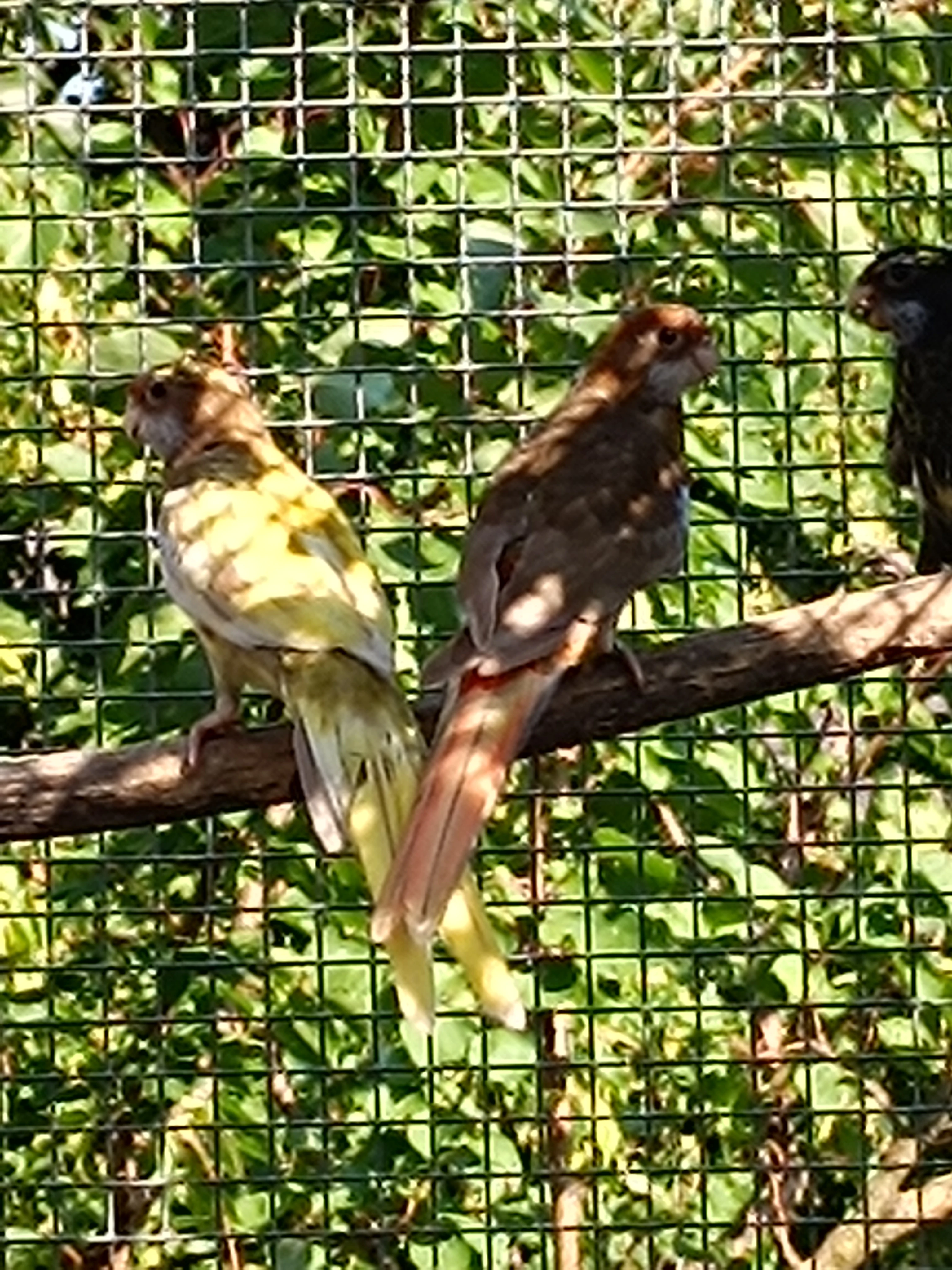 Rosela Pestrá Mutace Prodej