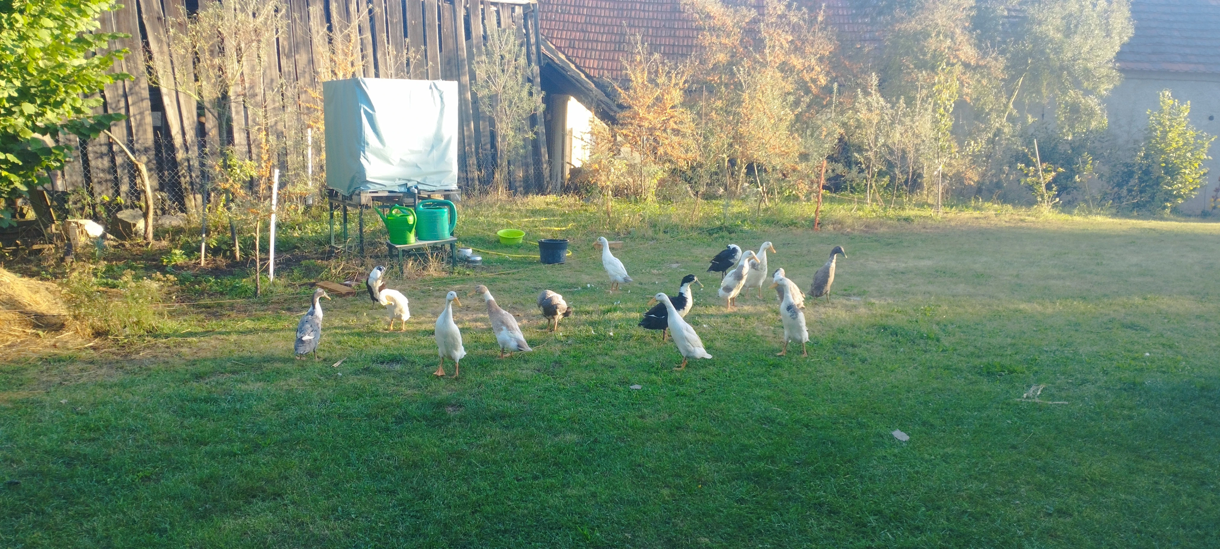 Prodám letošní indické běžce líhnuté pod kachnou