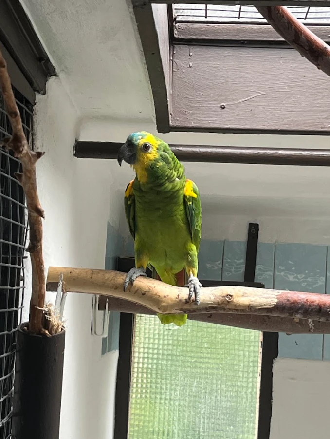 Prodám 0,1 amazoňan modročelý