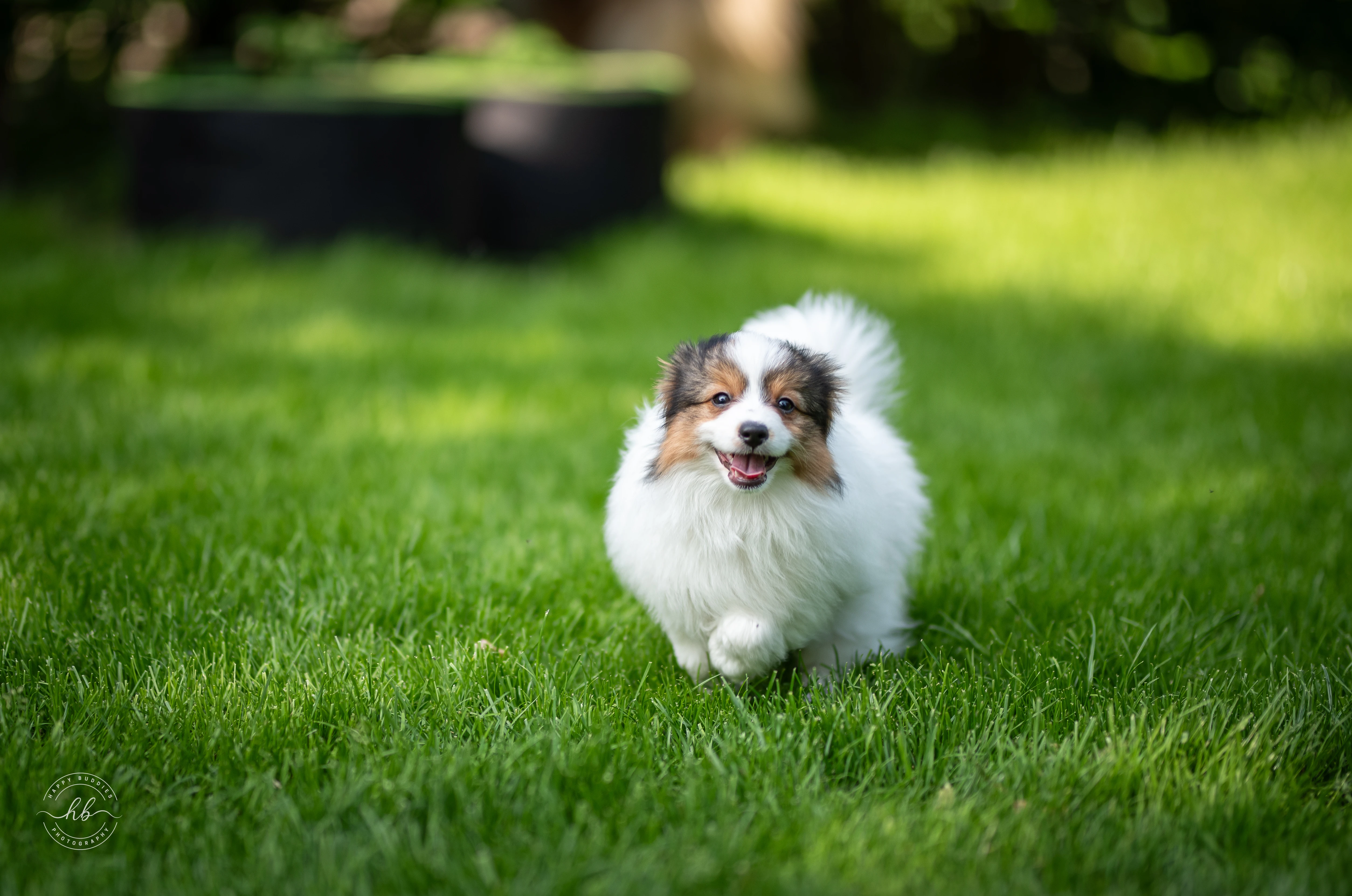 Phalene, ne papillon