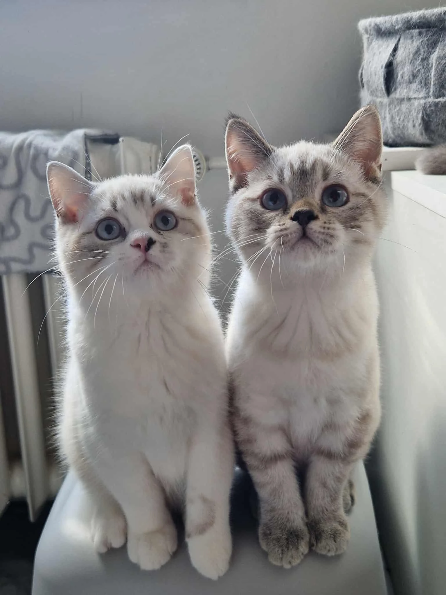 Britská koťátka s PP colorpoint