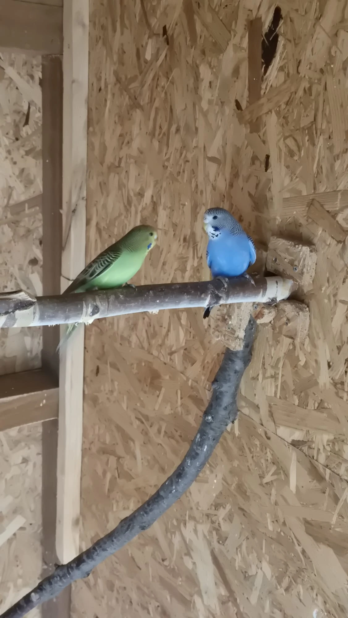 Krásné mladé Andulky