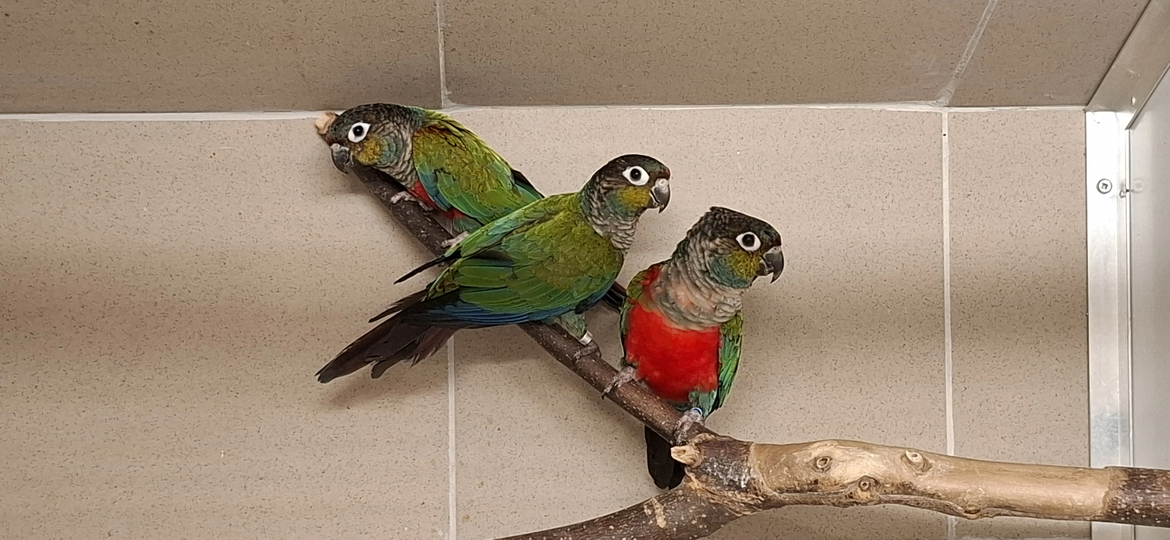 Pyrura perlový/ Pyrrhura perlata