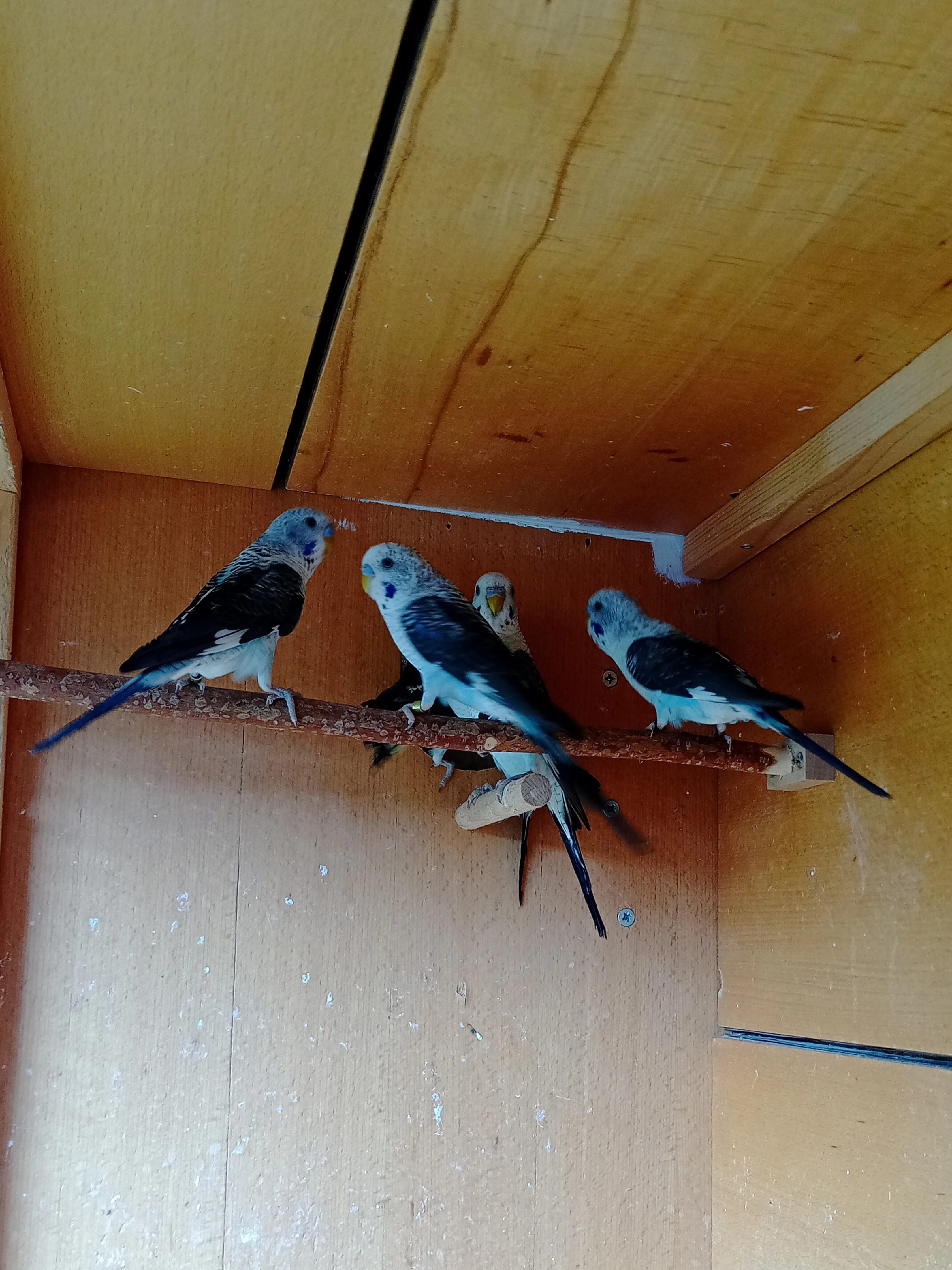 Andulky vlnkované mutace blackwing