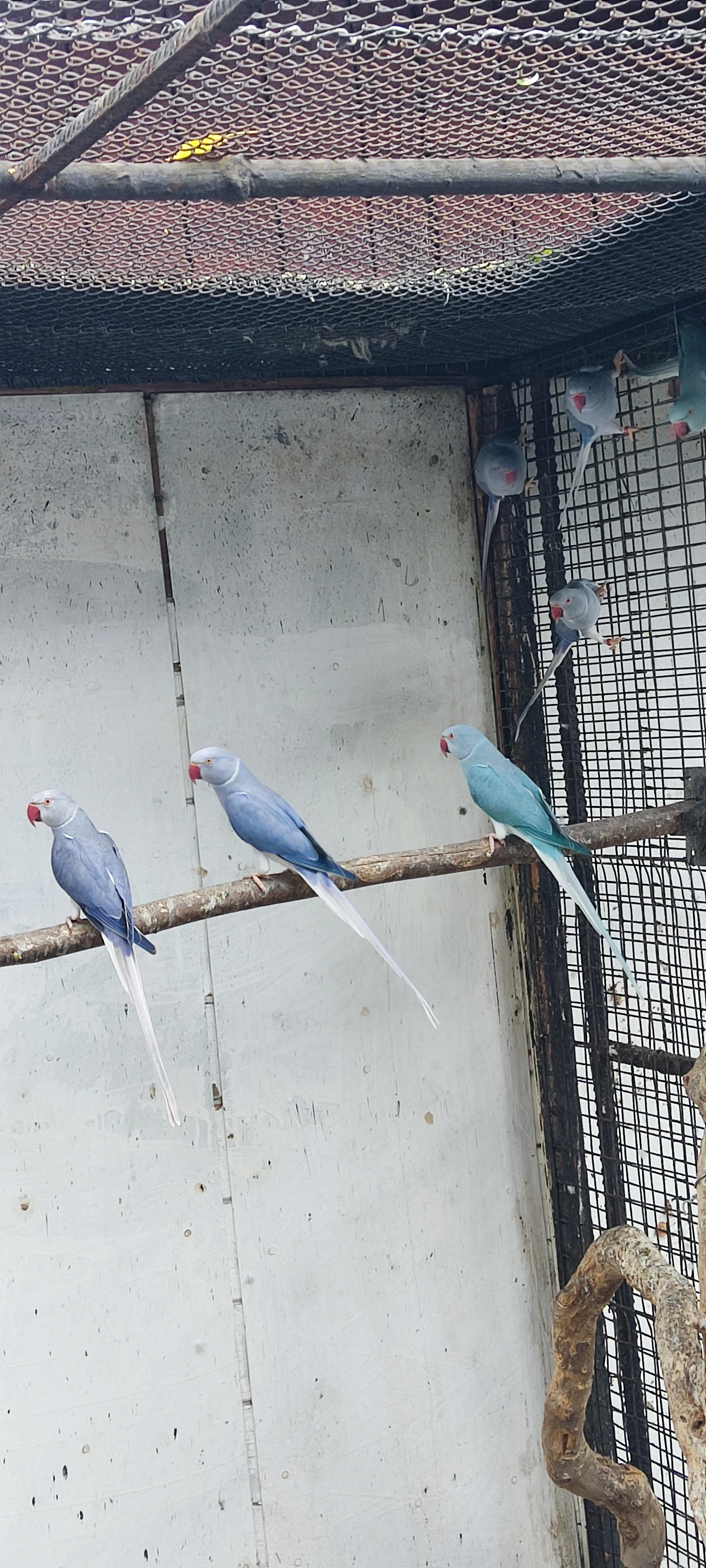 Alexandr malý Violeta HO