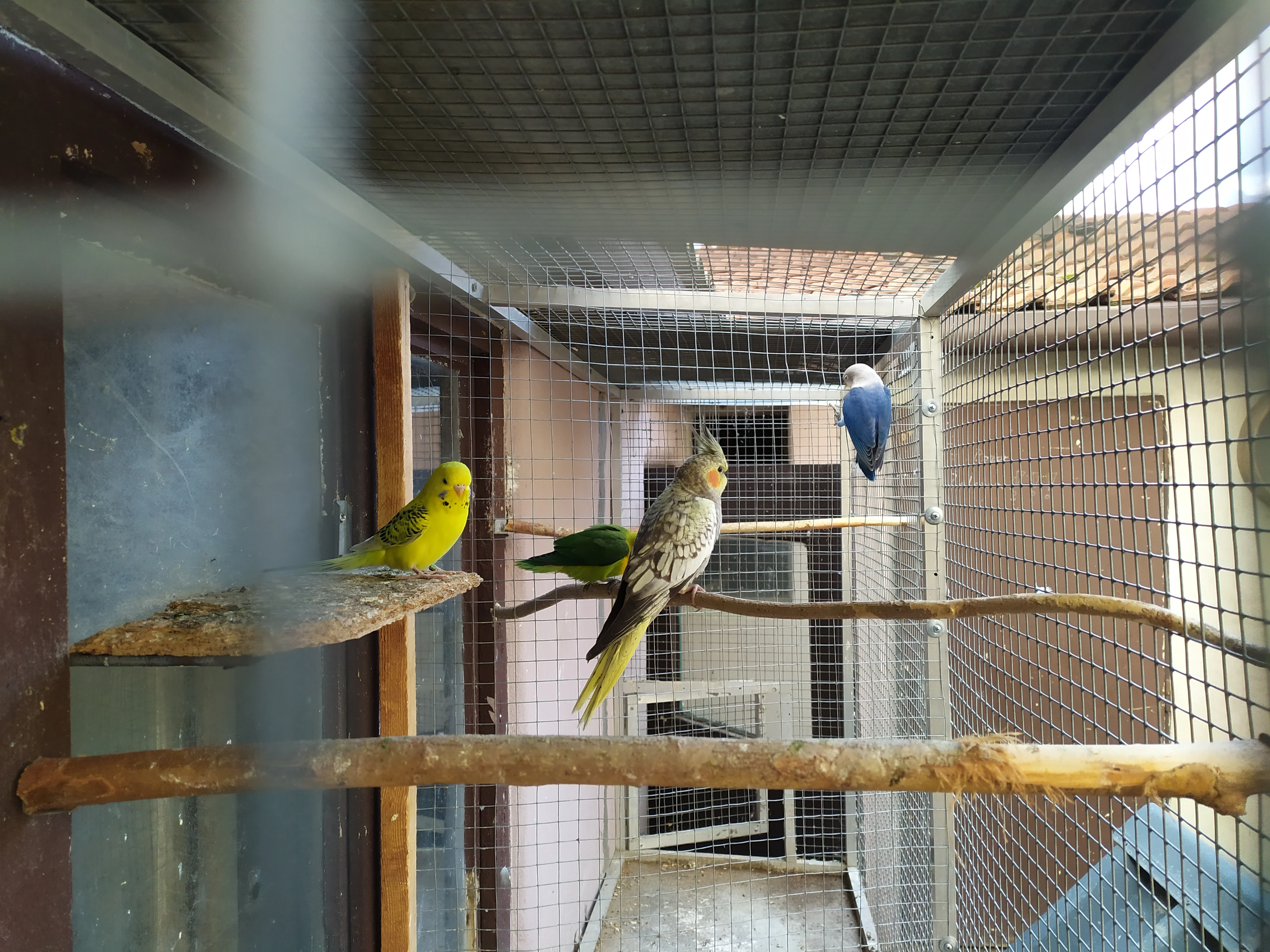 Korela, Fishery, TCB andulka