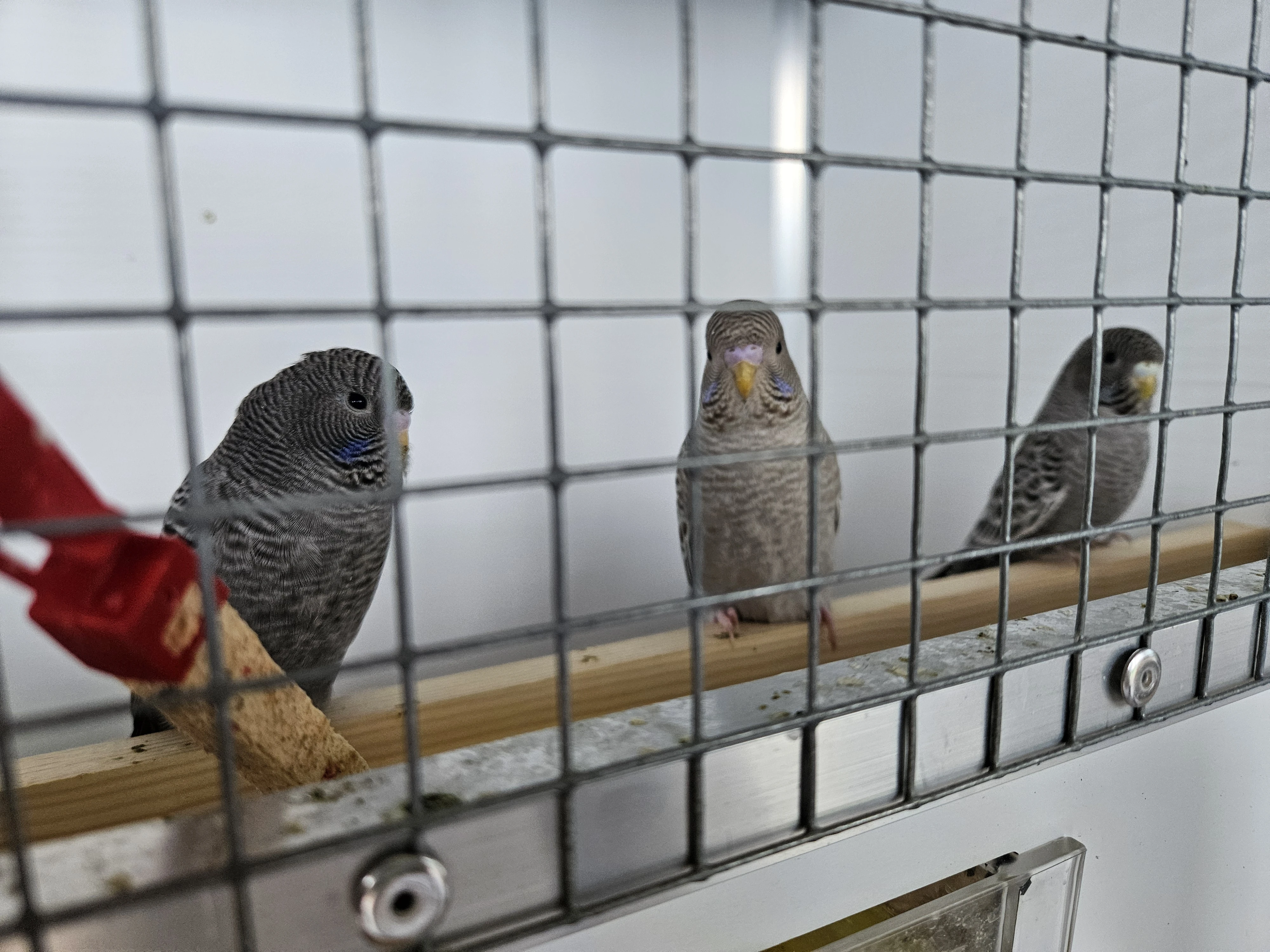 Blackface BF andulky