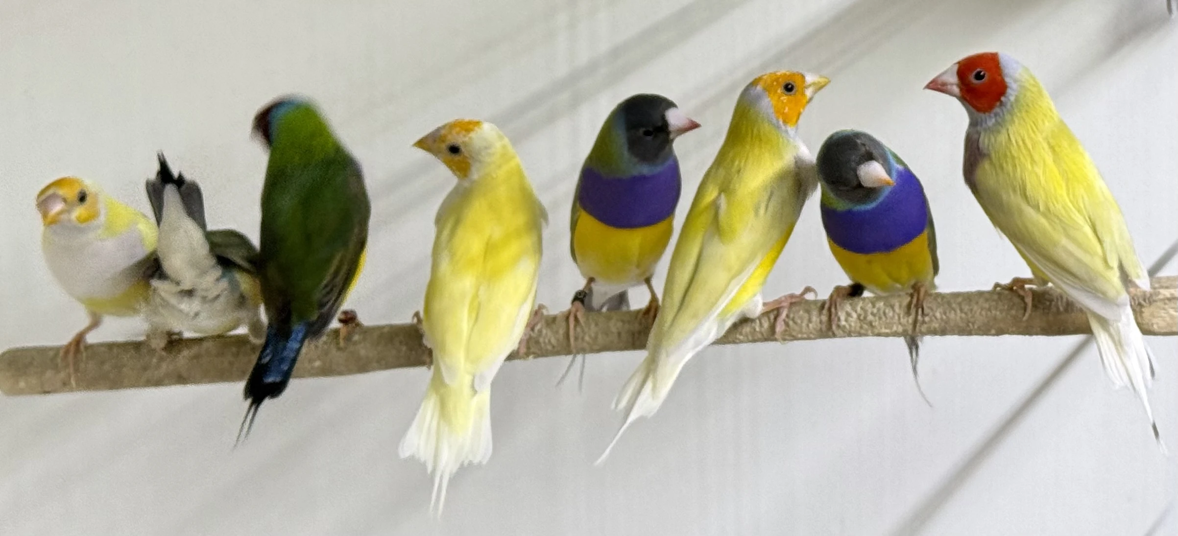 Mladé Amadiny k prodeji