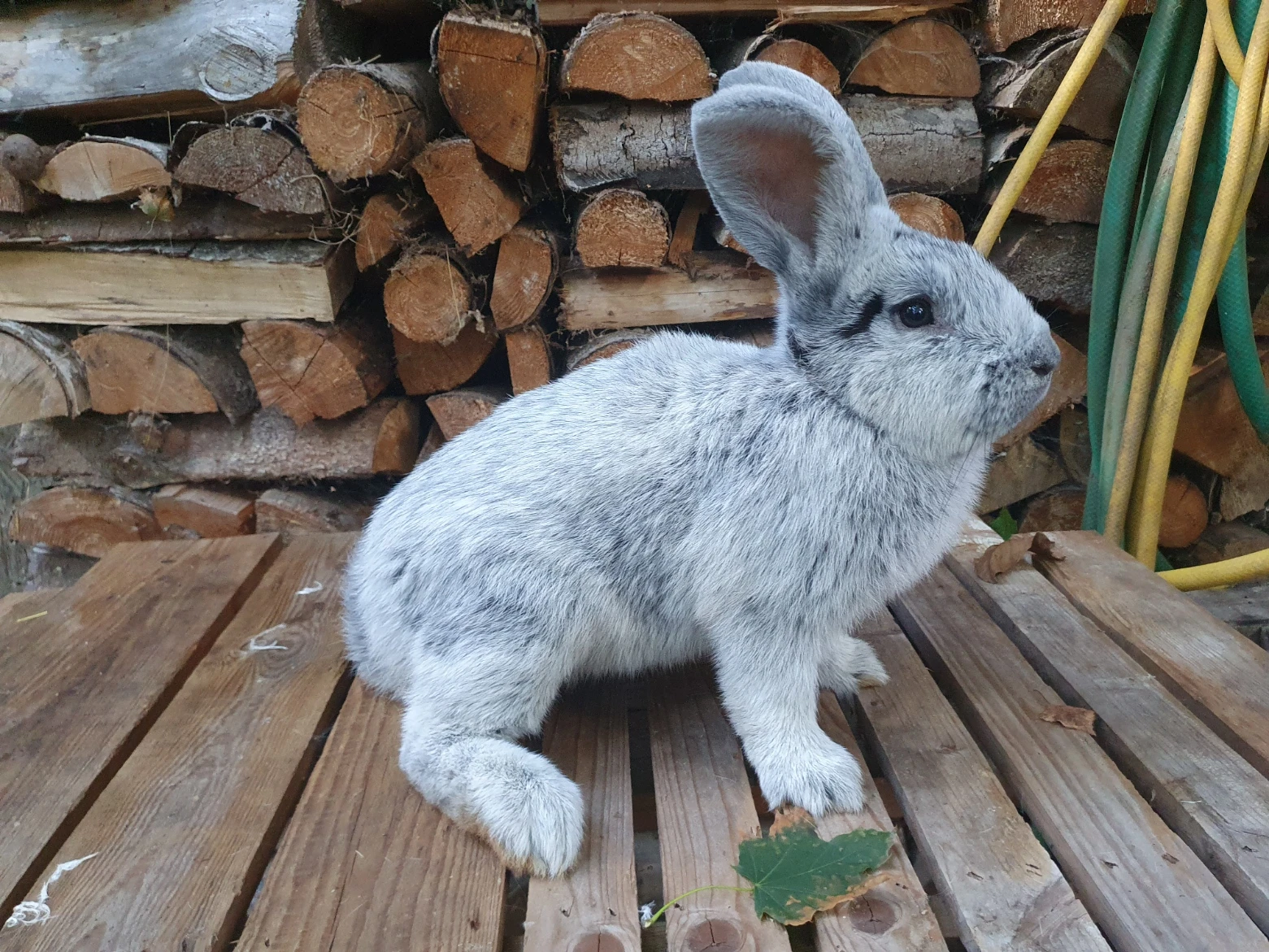 Prodám králiky Vss