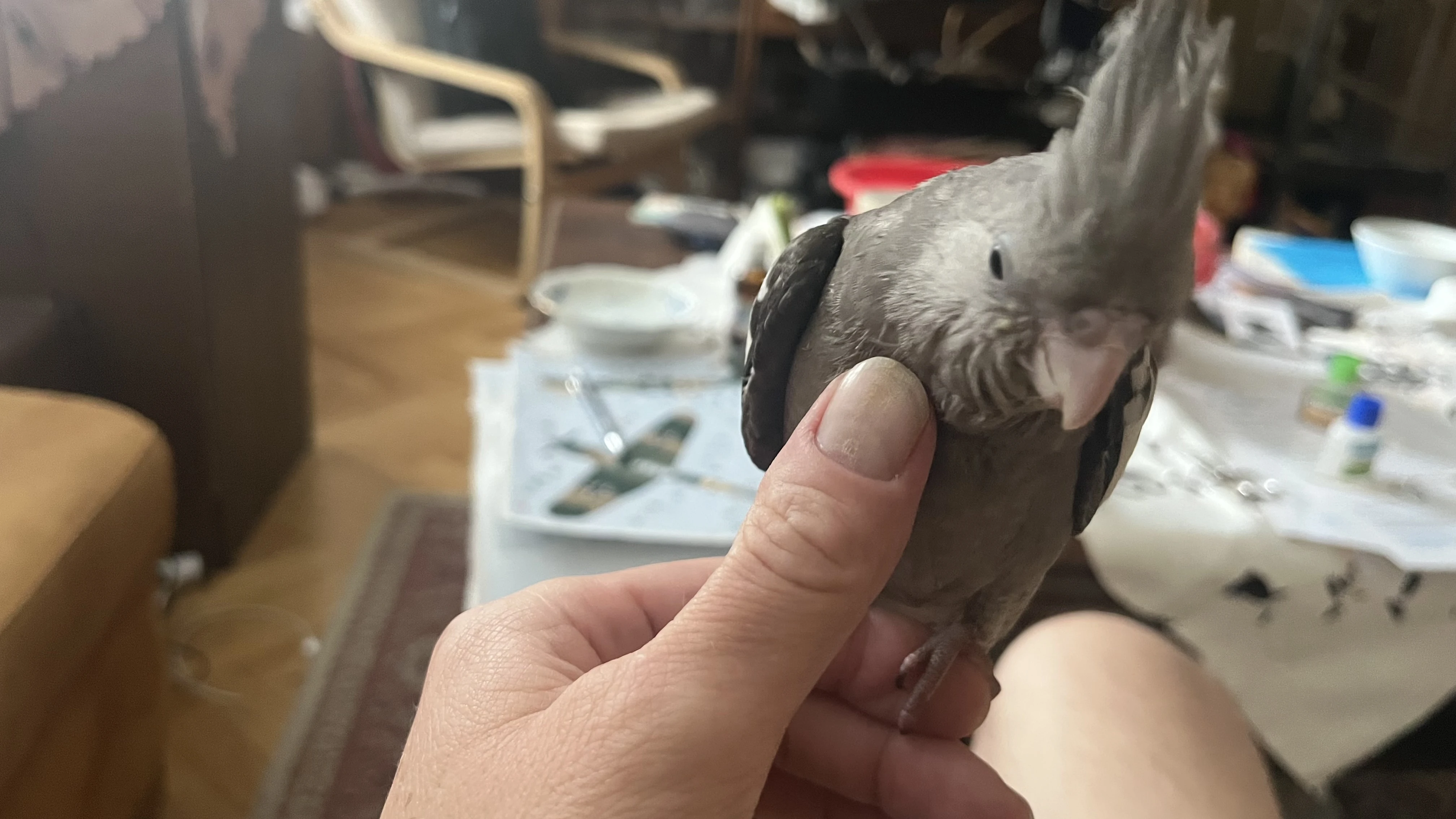 Prodám dva krásné samečky korely chocholaté