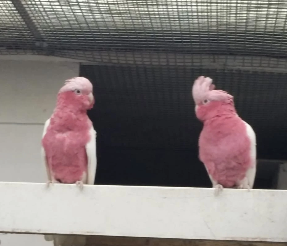 Kakadu růžový lutino