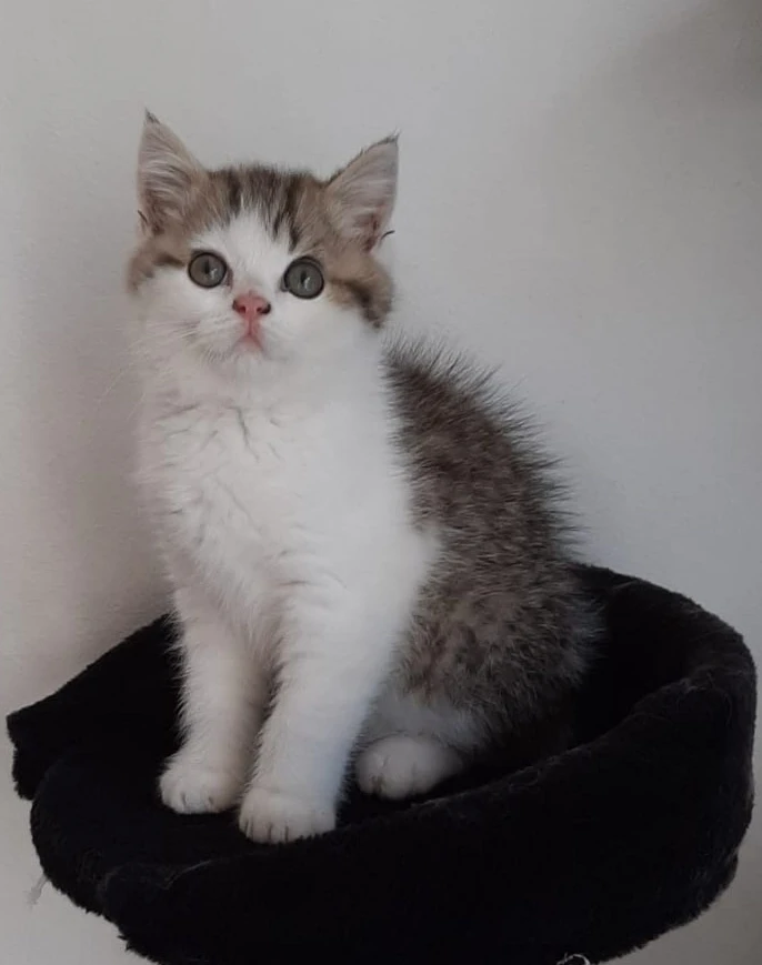 Prodám kocourka Britské krátkosrsté kočky s PP